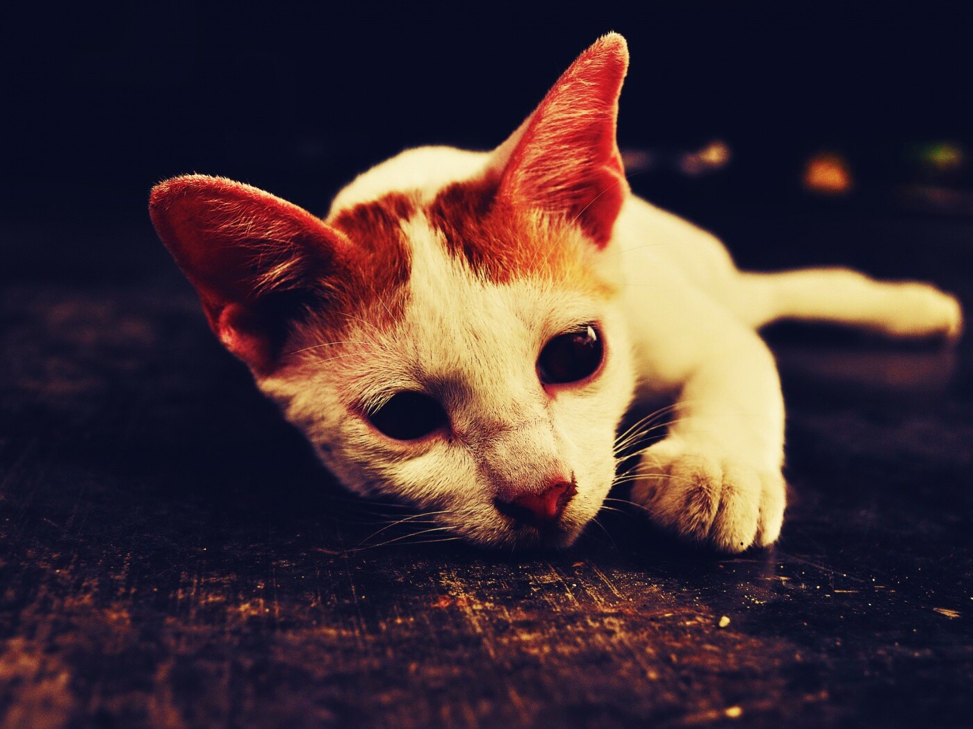 Белый кот на черном полу обои