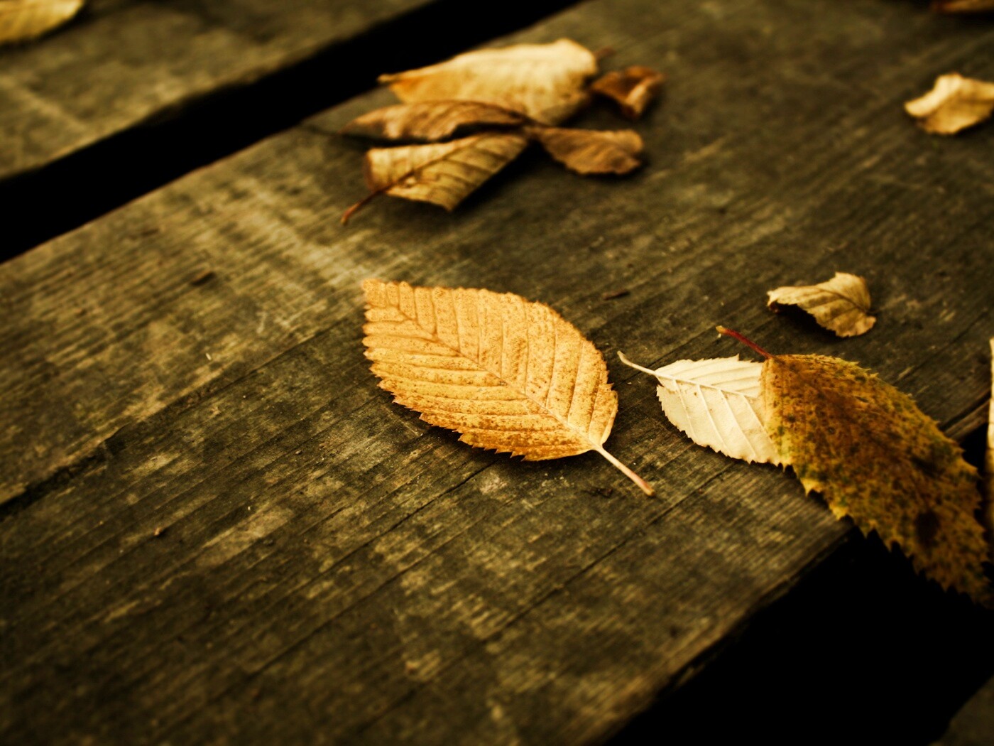 Опавшая листва обои