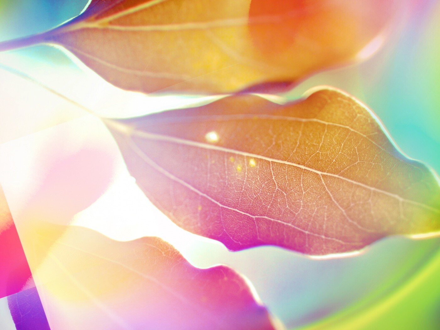 Радужные листья обои