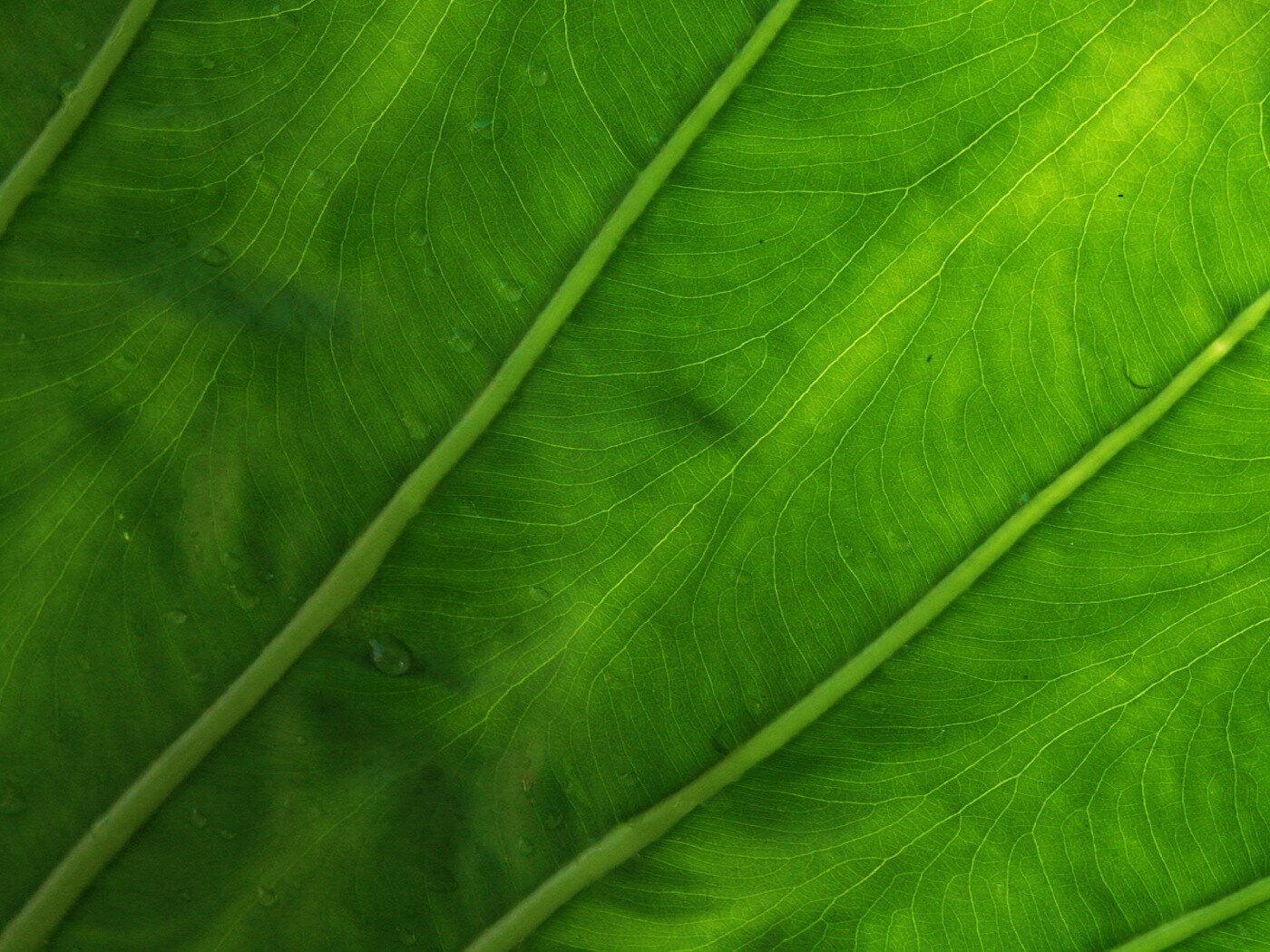 Прожилки на листе обои