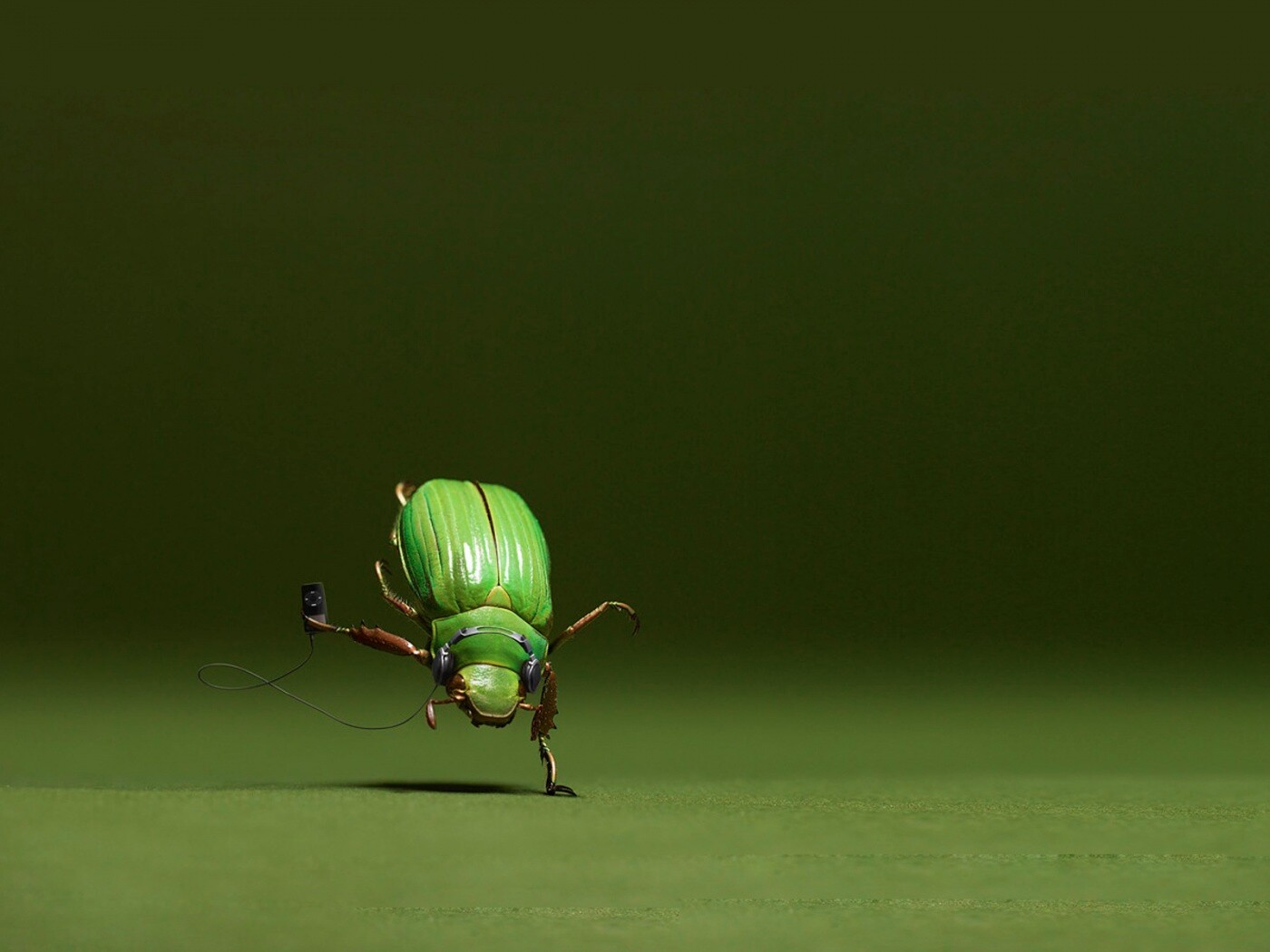 Жук фристайлер обои