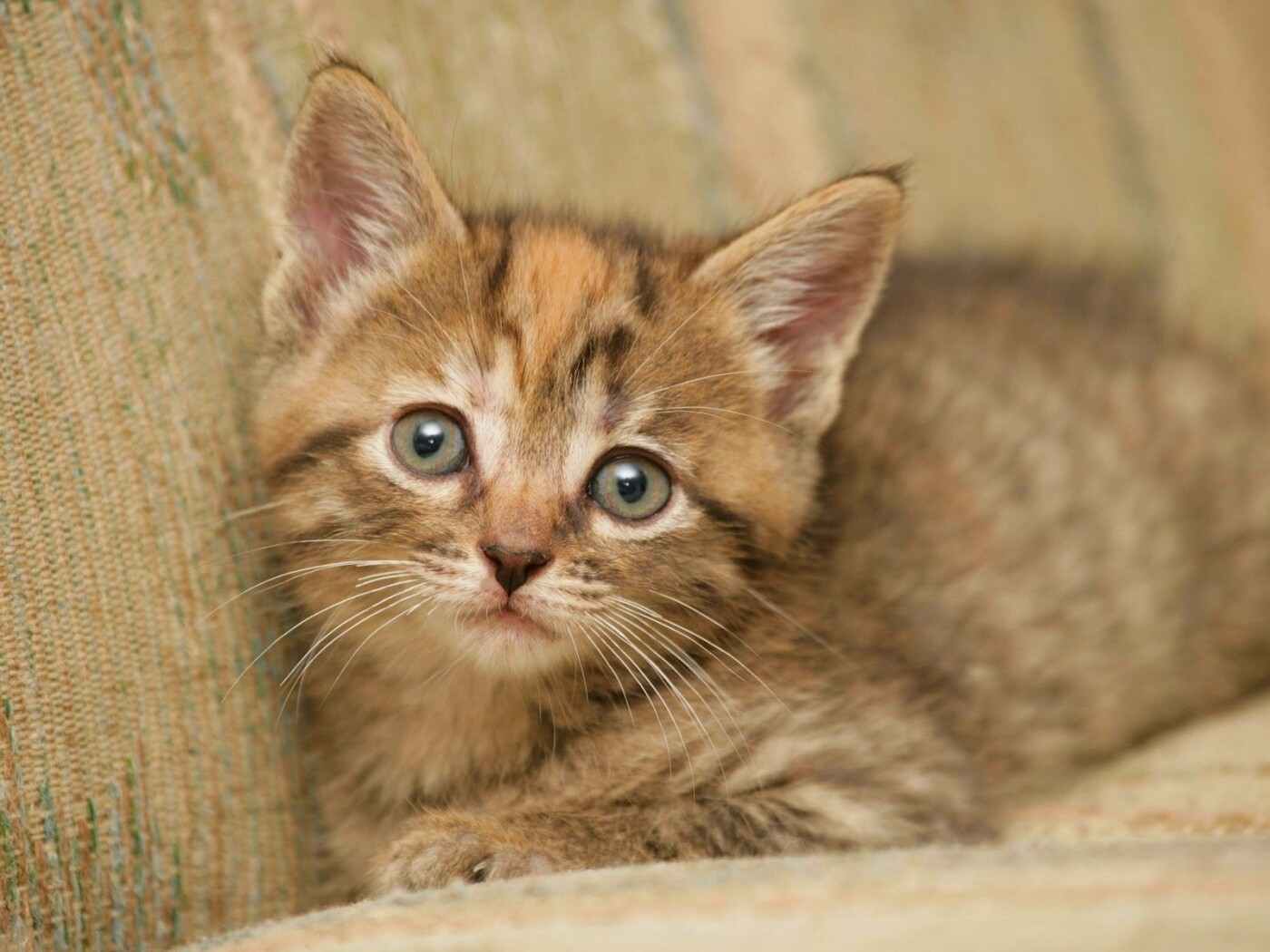 Милый маленький котенок обои