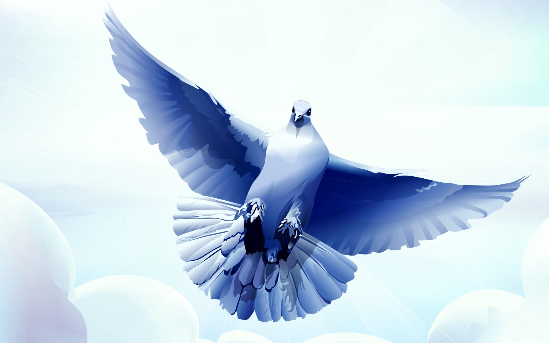 Белый голубь обои