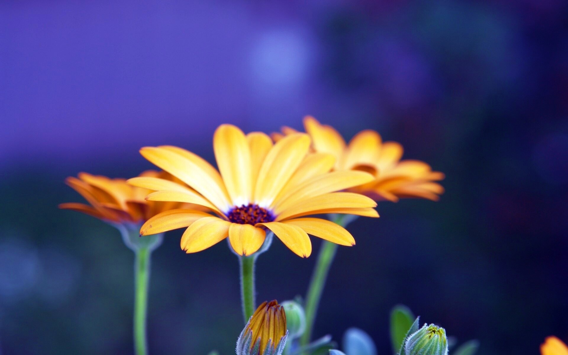 Три желтых цветка обои