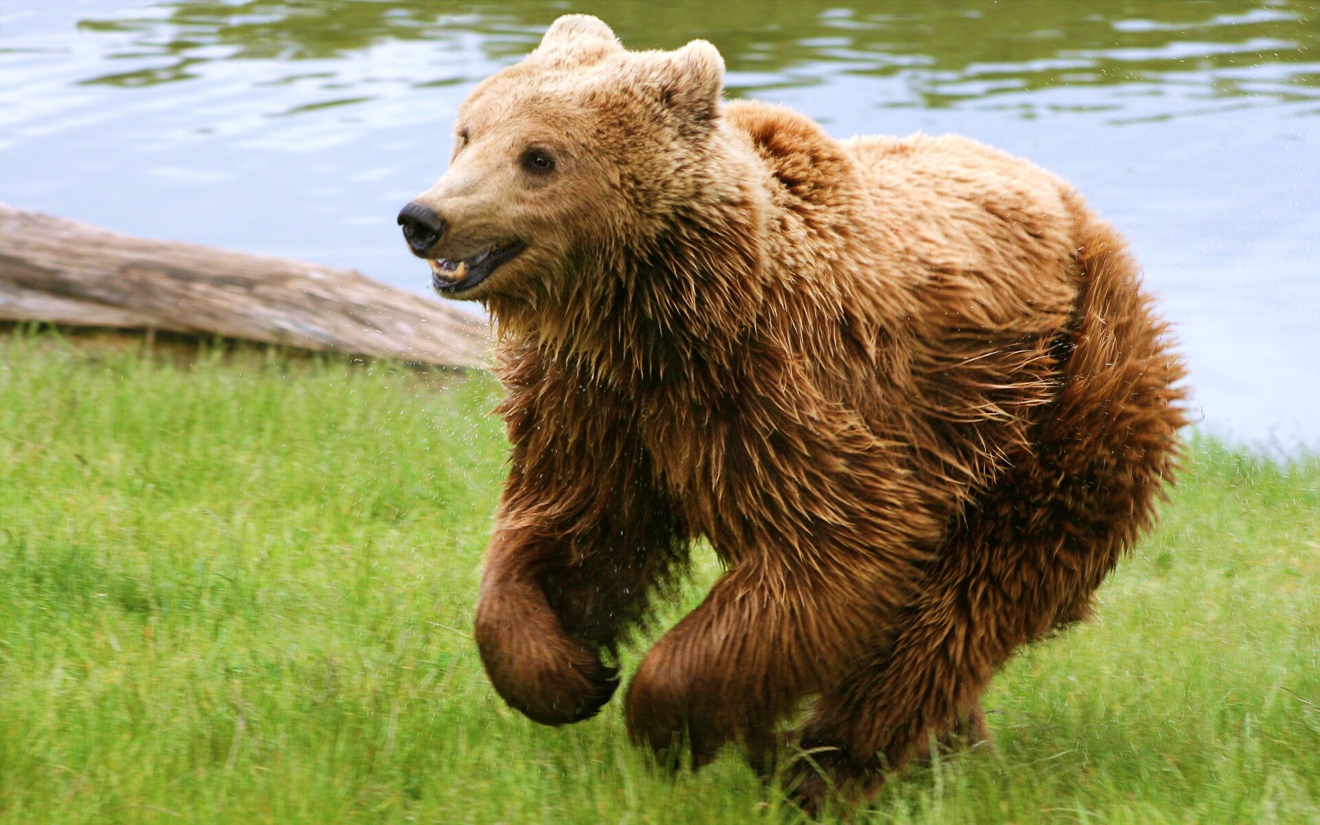 Мокрый мишка обои