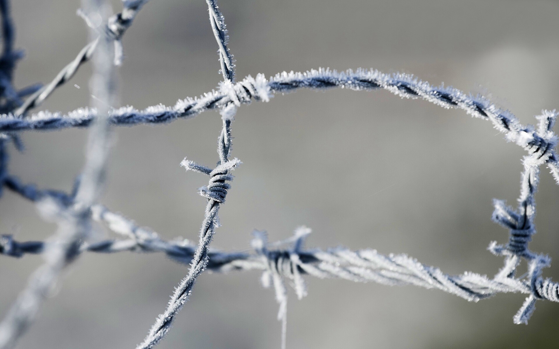 Замерзшая колючая проволока обои