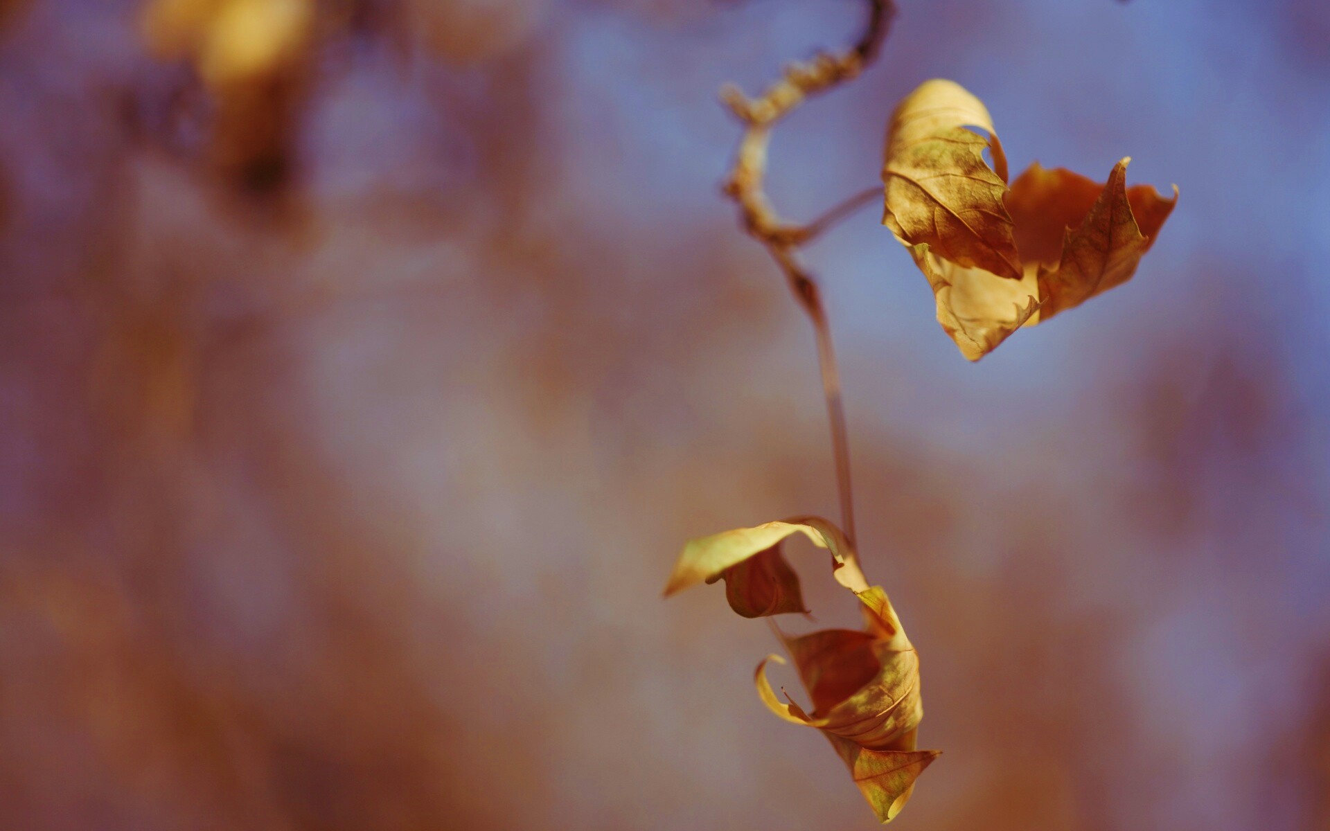 Увядшие листья обои