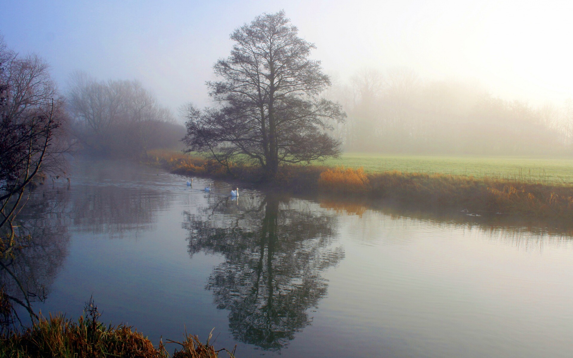 Дерево в тумане обои