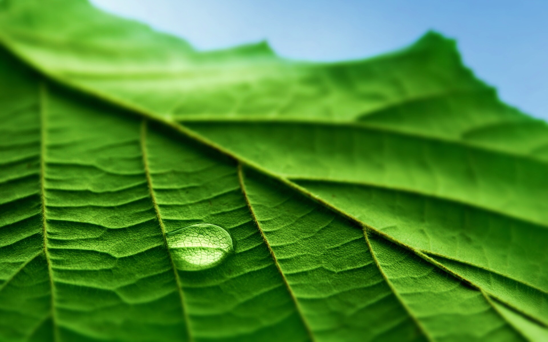 Капля на листе обои