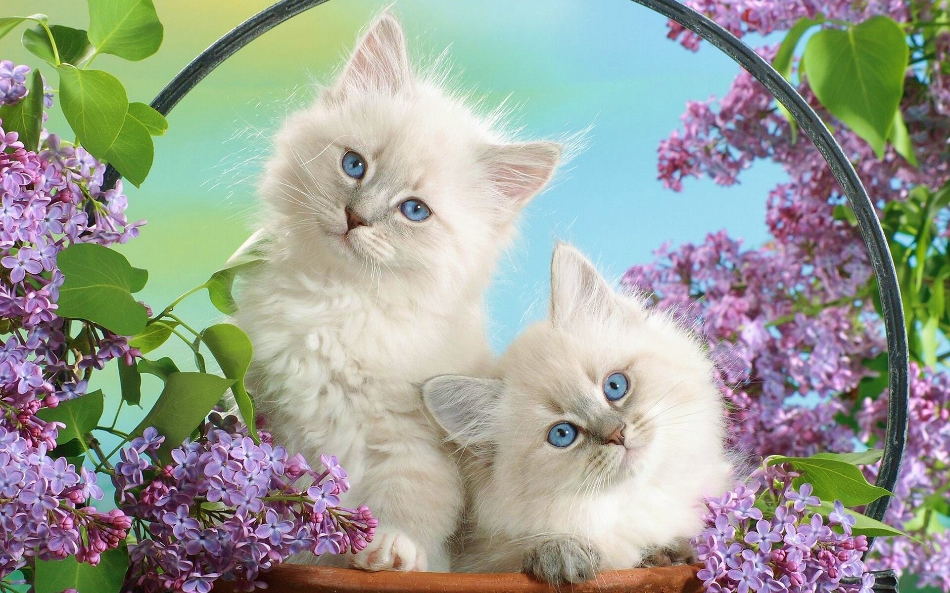 Милые котятки обои