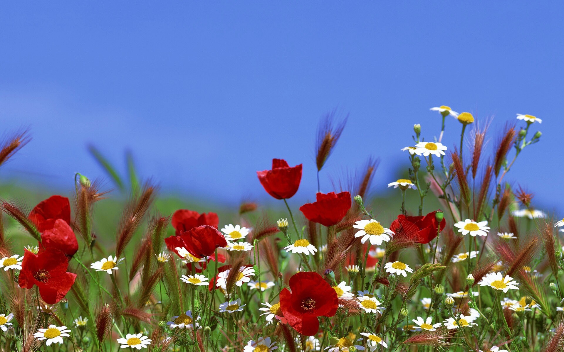 Цветы в поле обои
