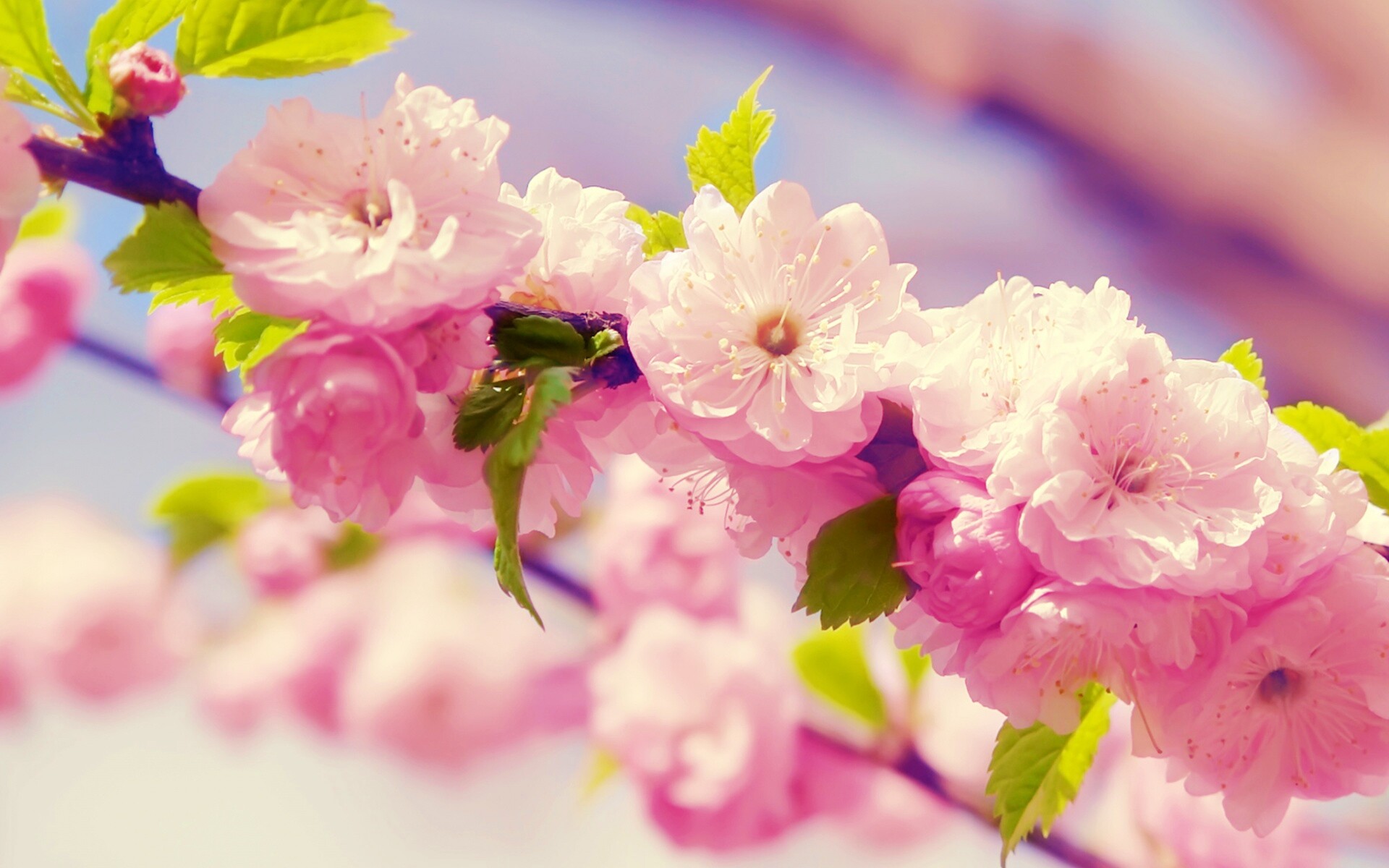 Ветка с цветами обои