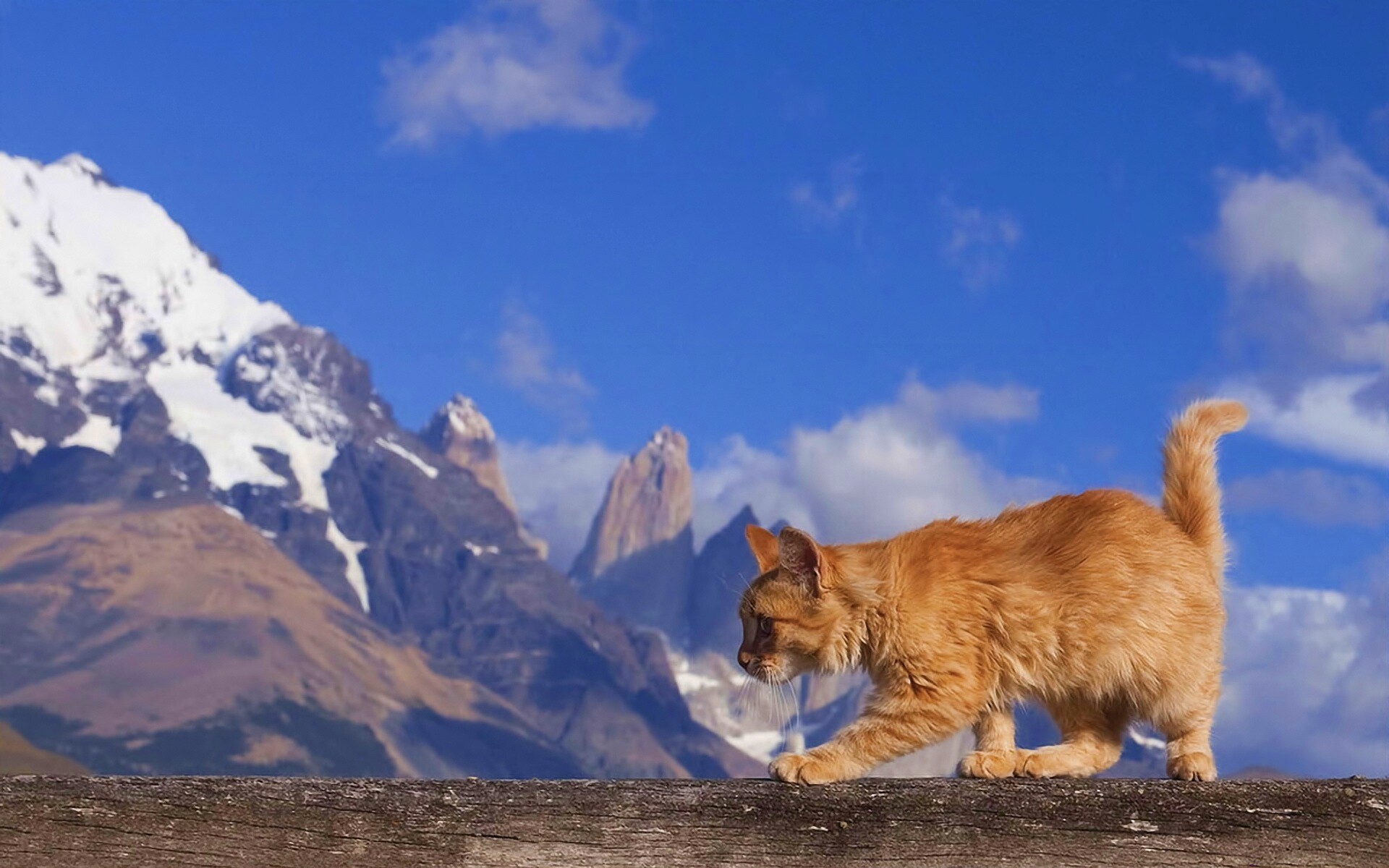 Рыжий котик в горах обои