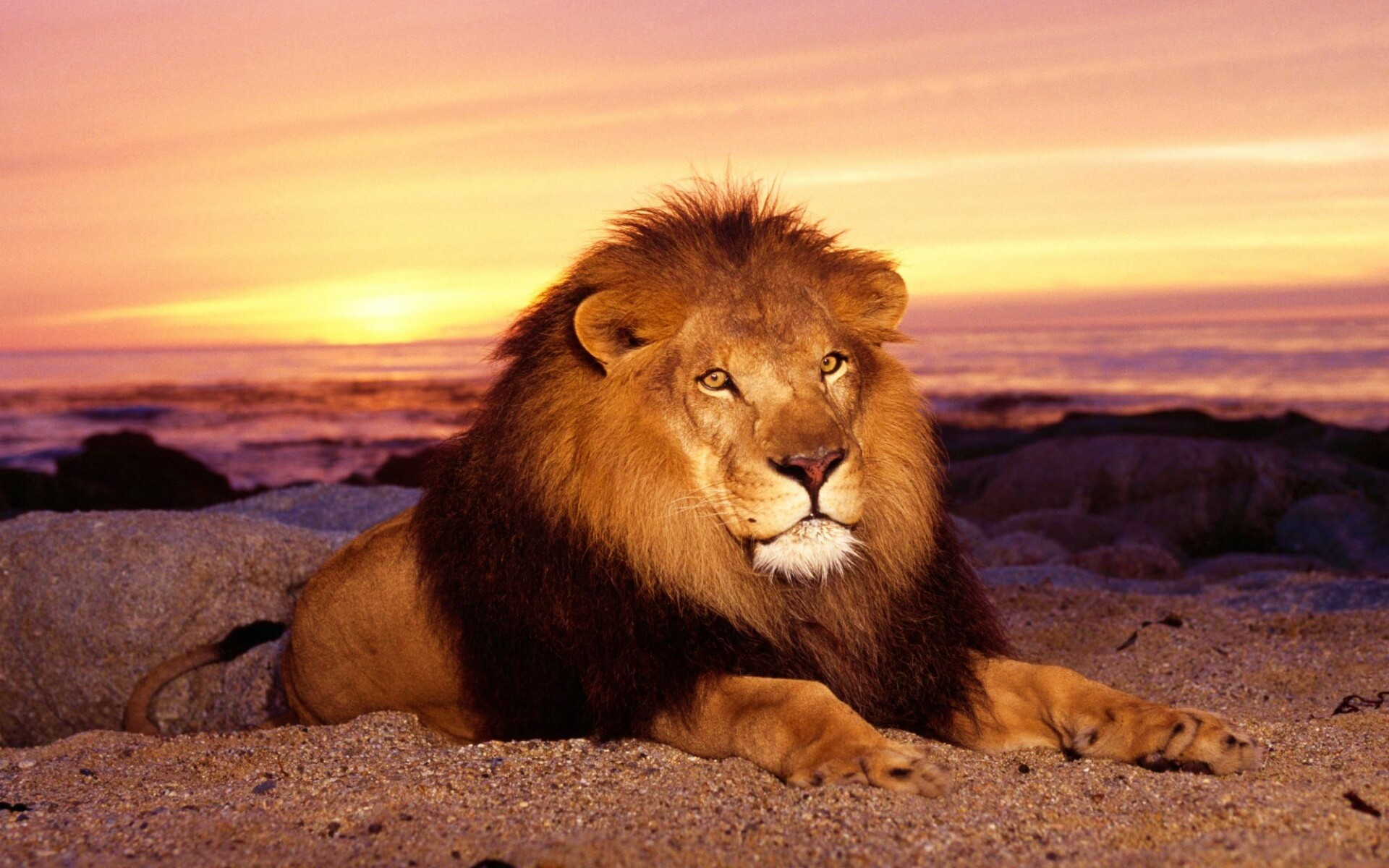 Лев на берегу океана обои