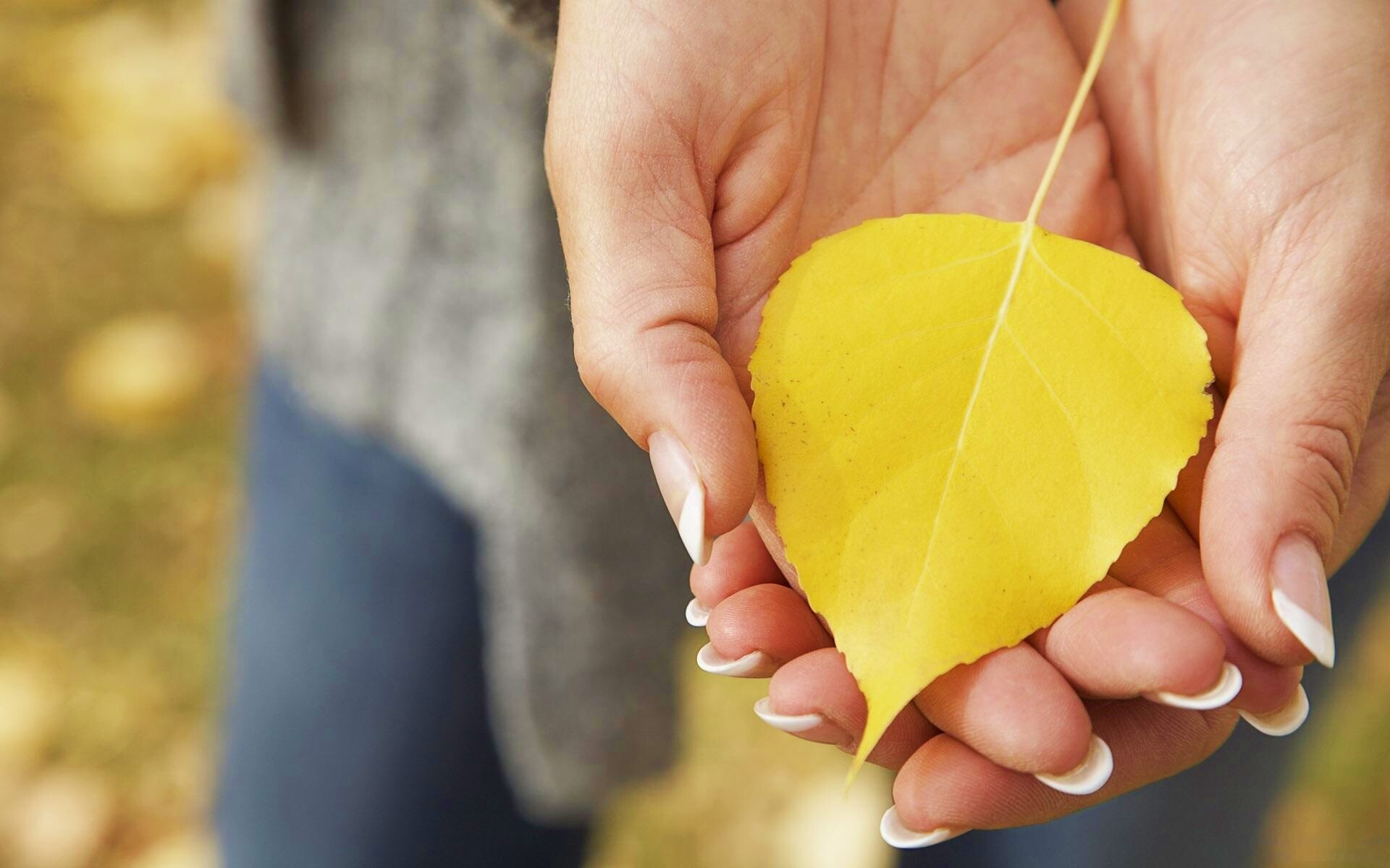 Осенний лист в руках обои