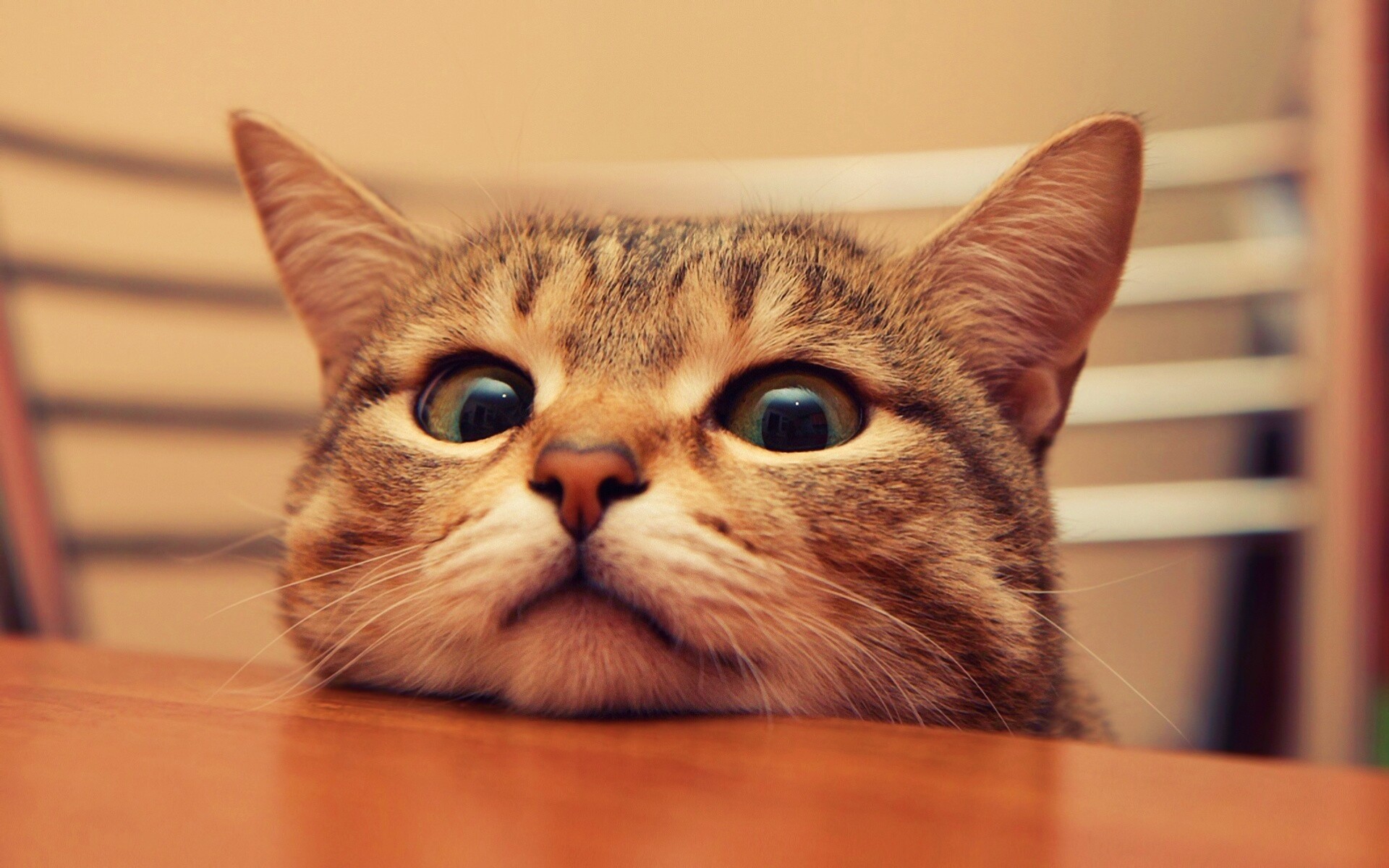 Любопытный котейка обои