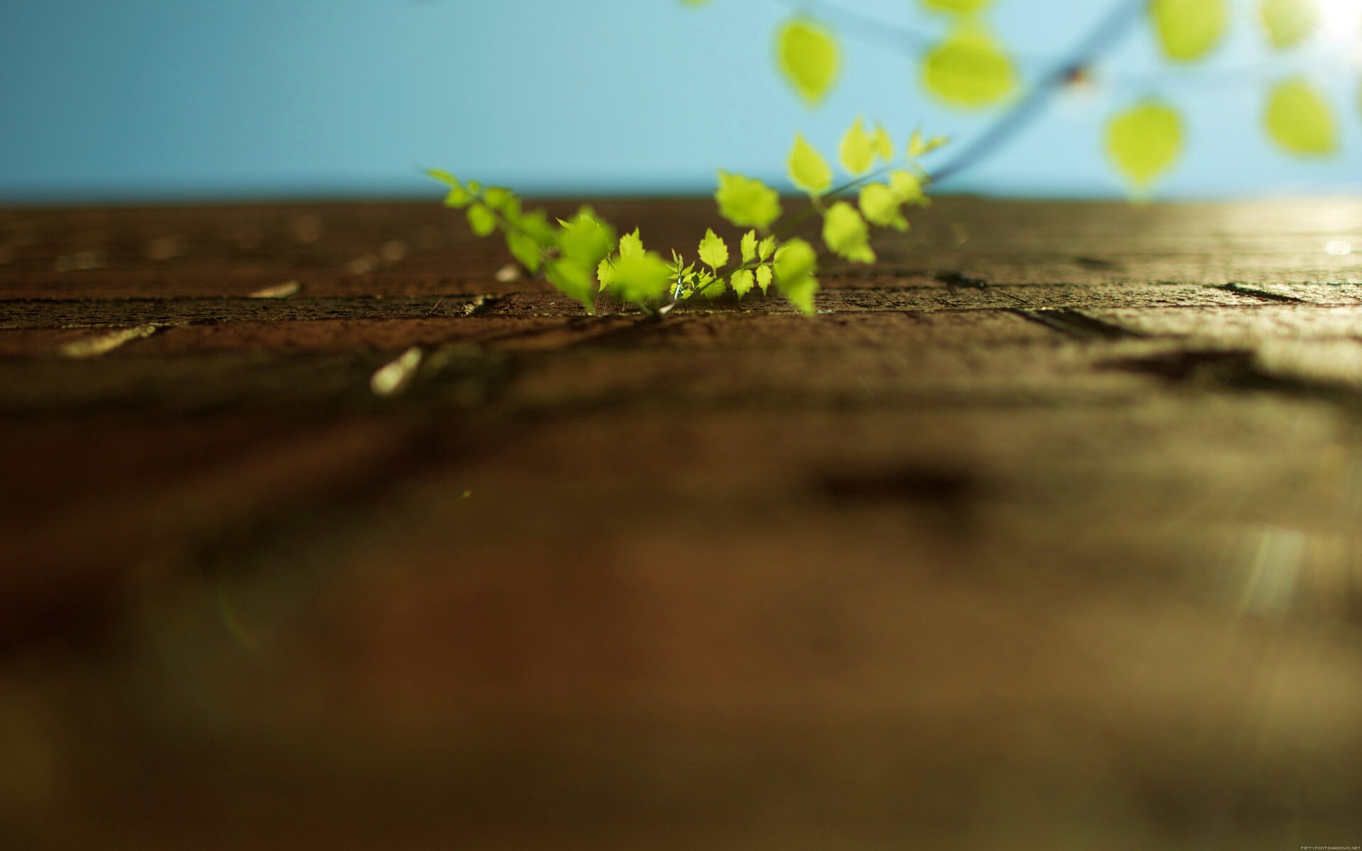 Зеленые ростки в стене обои