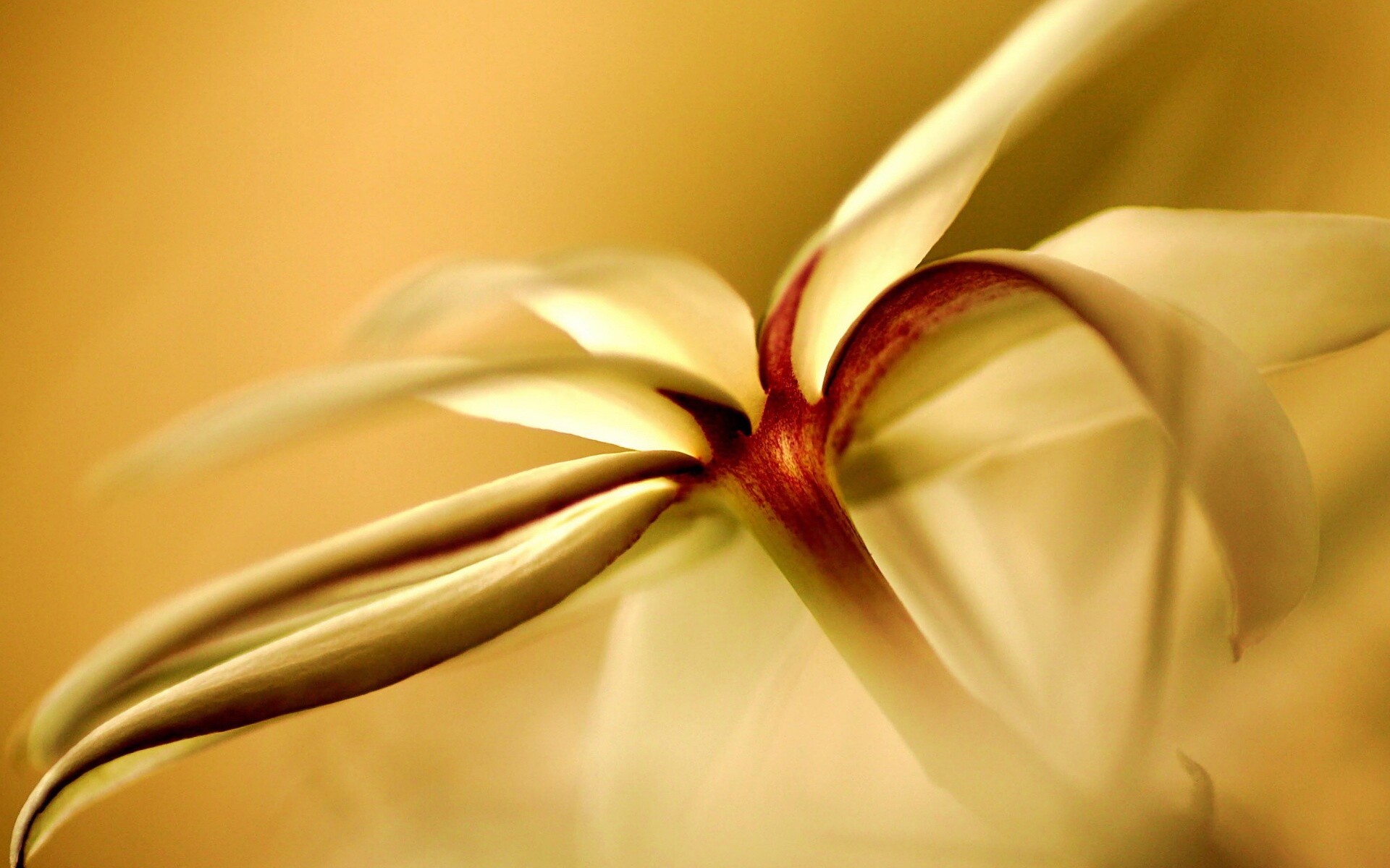 Цветок обои