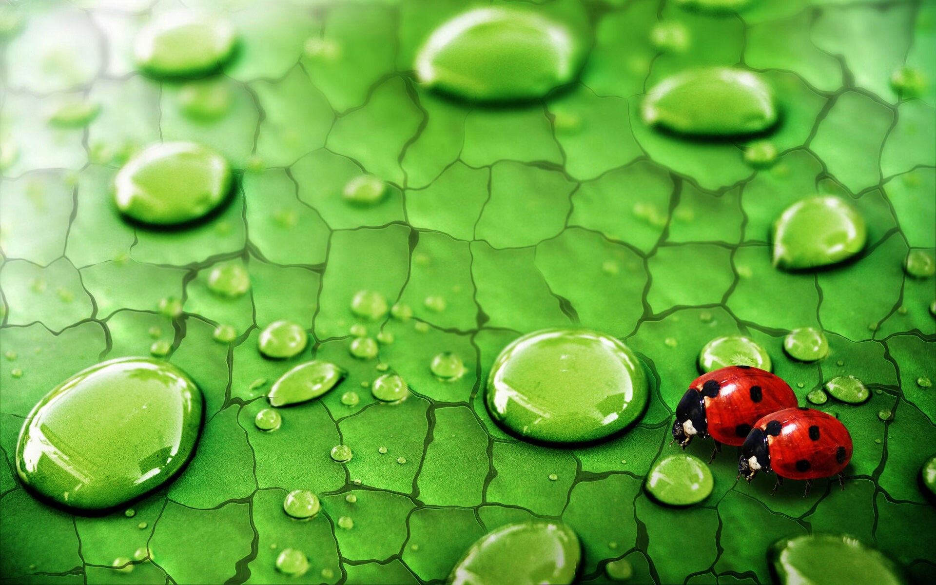 Божьи коровки обои
