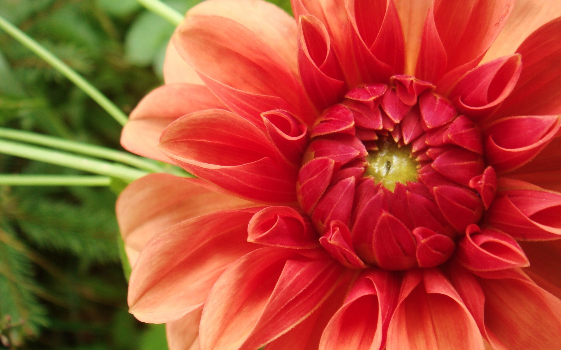 Аленький цветочек обои