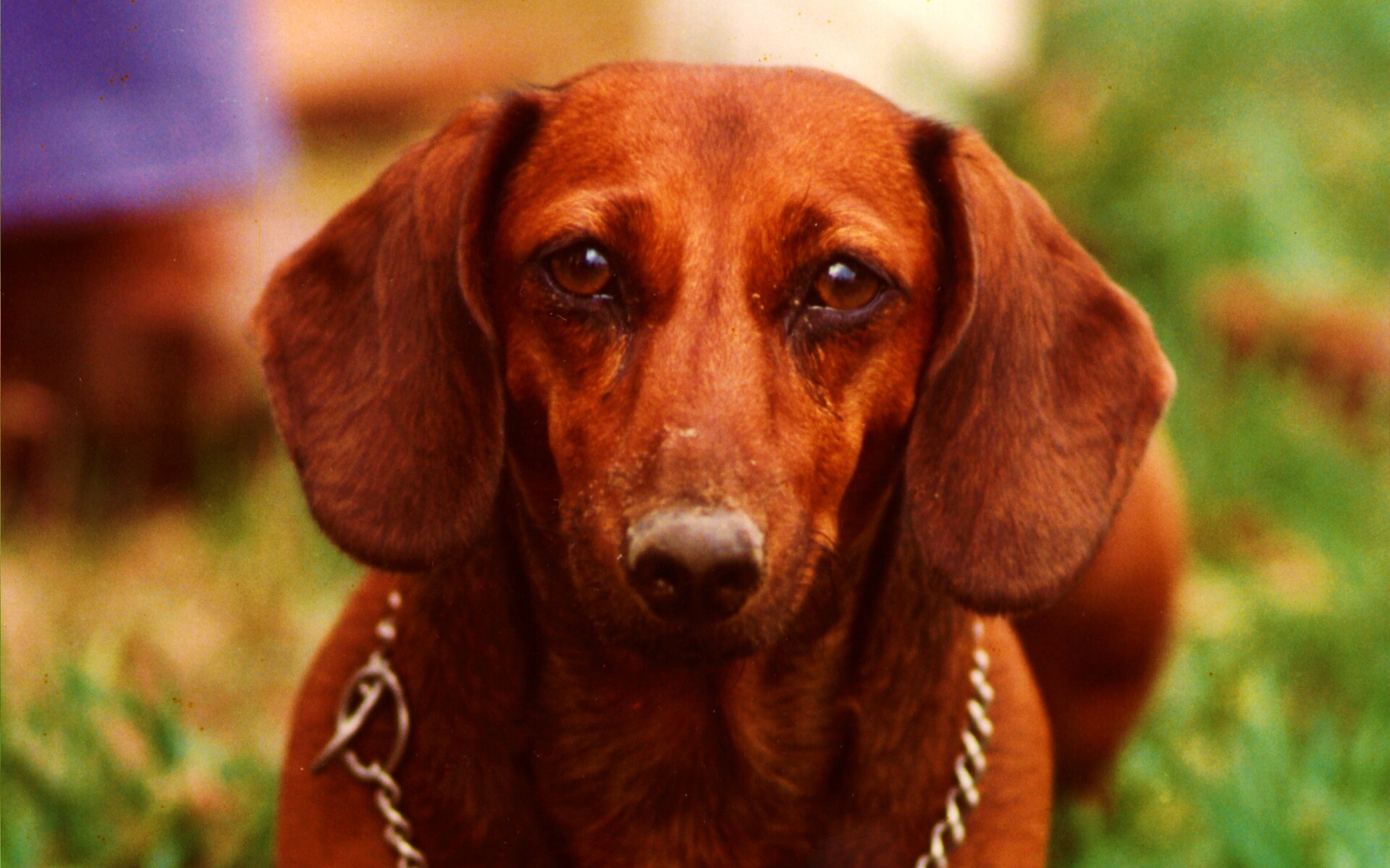 Рыжая такса обои