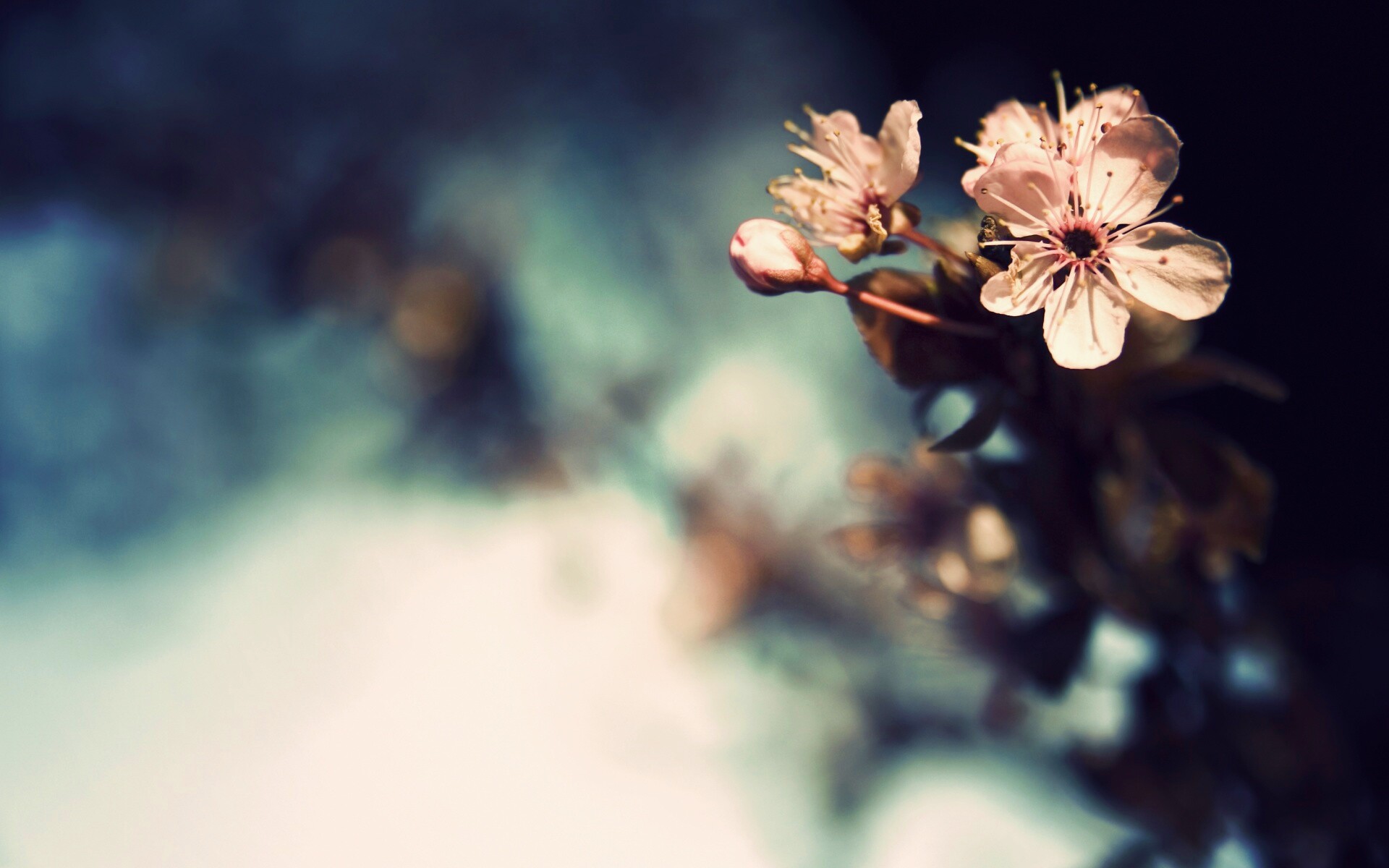 Цветок вишни обои