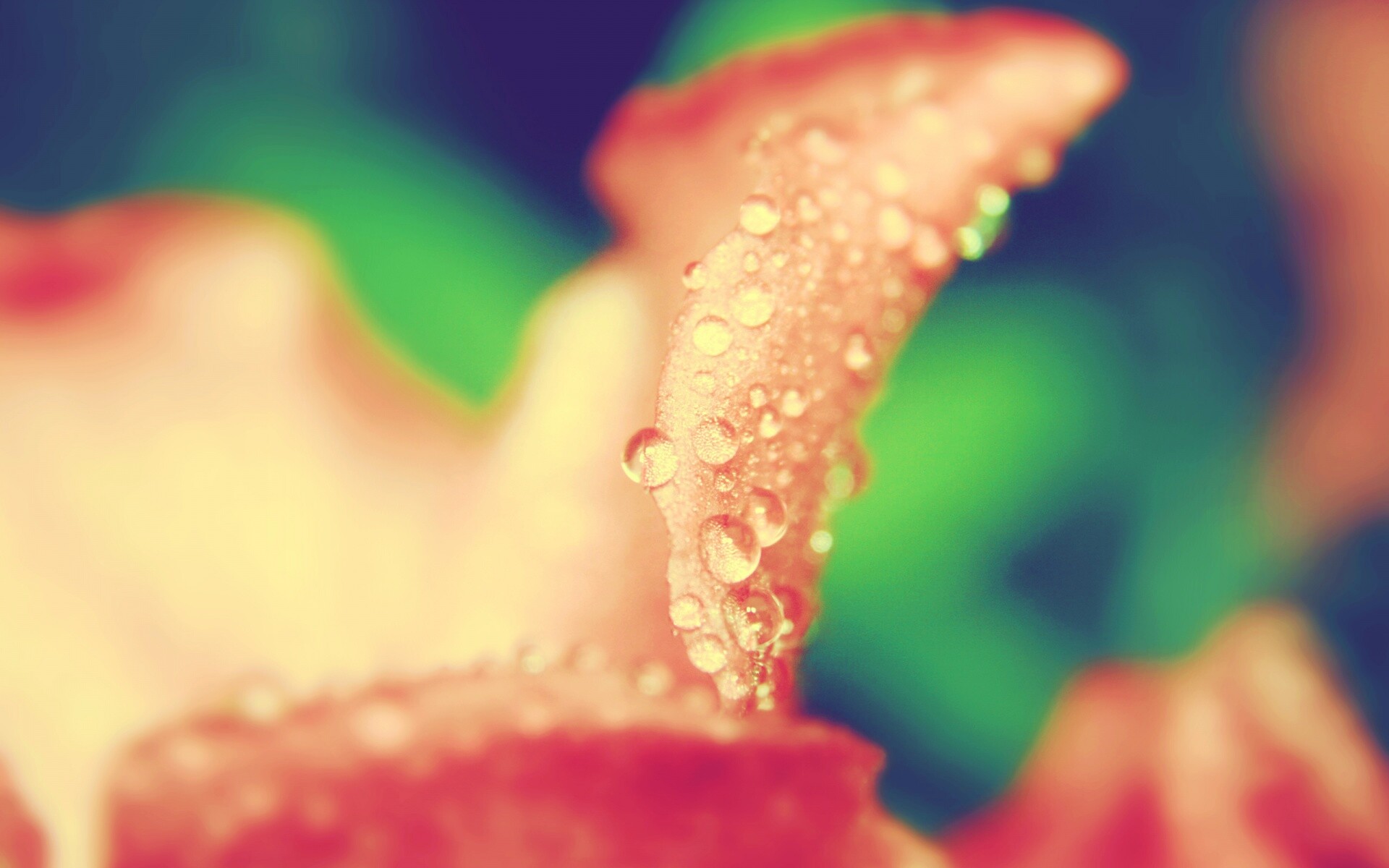 Капли росы на лепестке обои
