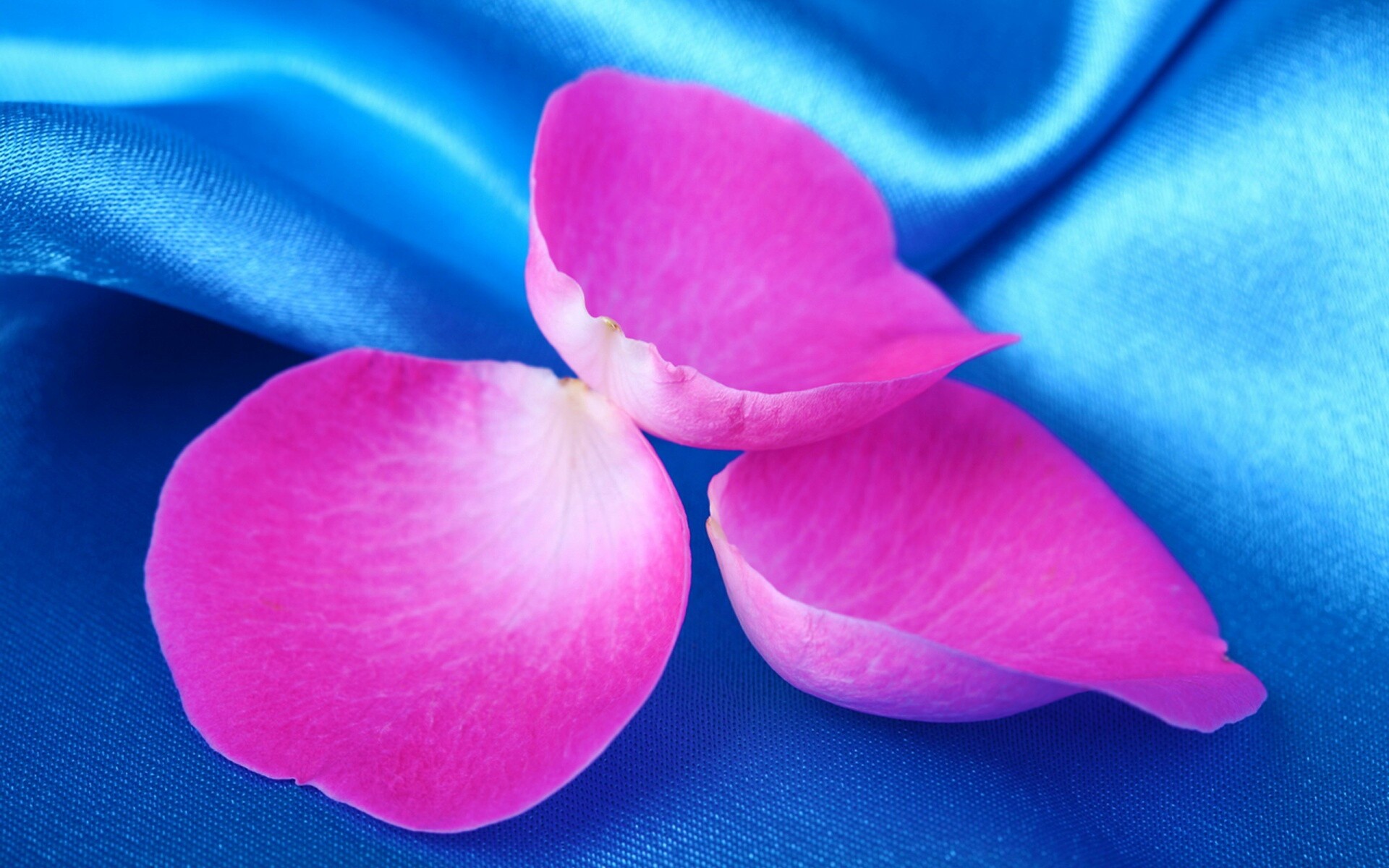 Лепестки розы на голубой ткани обои