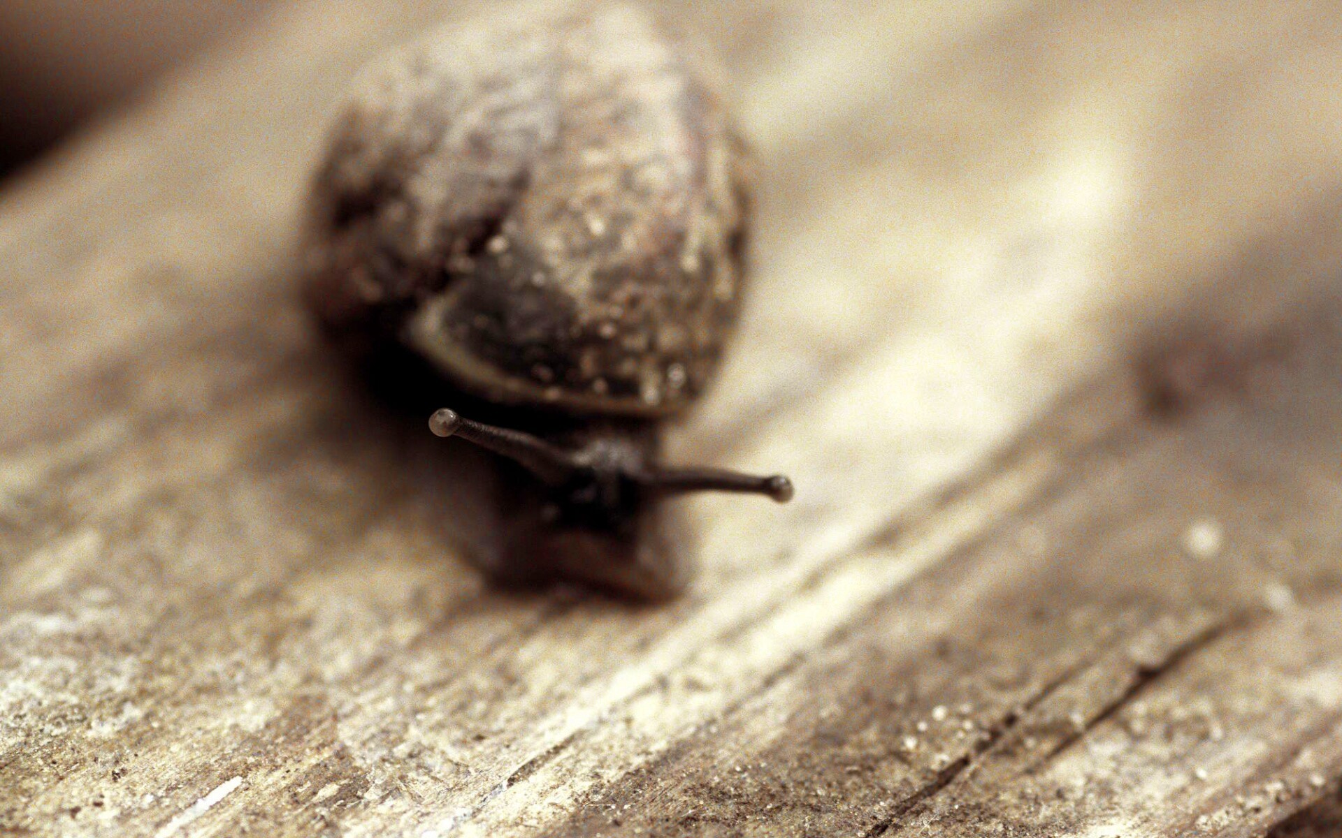 Улитка на ветке обои