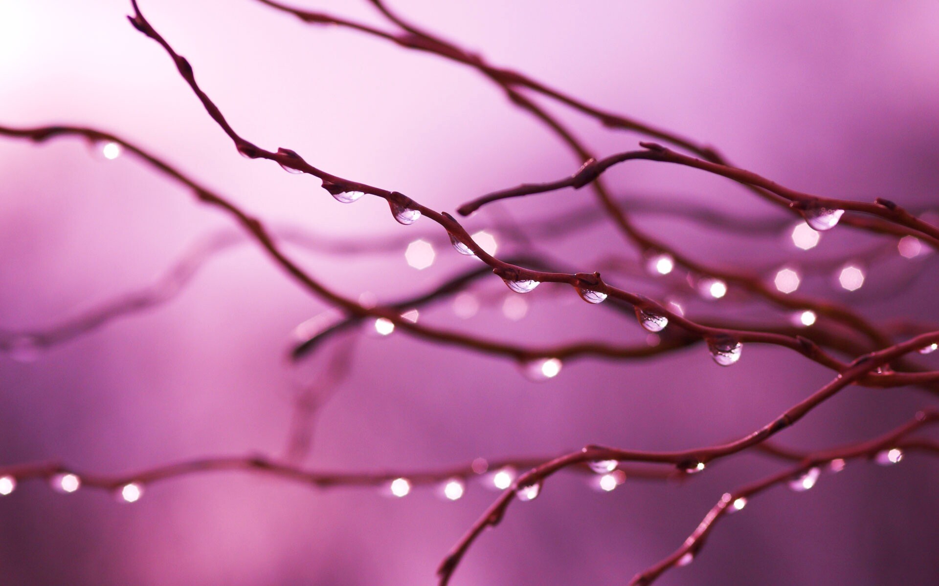 Капли на ветке обои