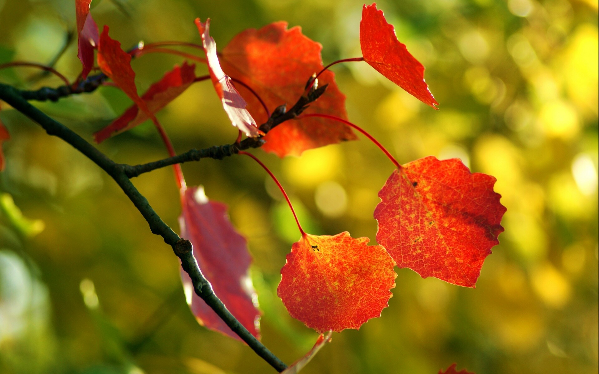 Красные листья обои