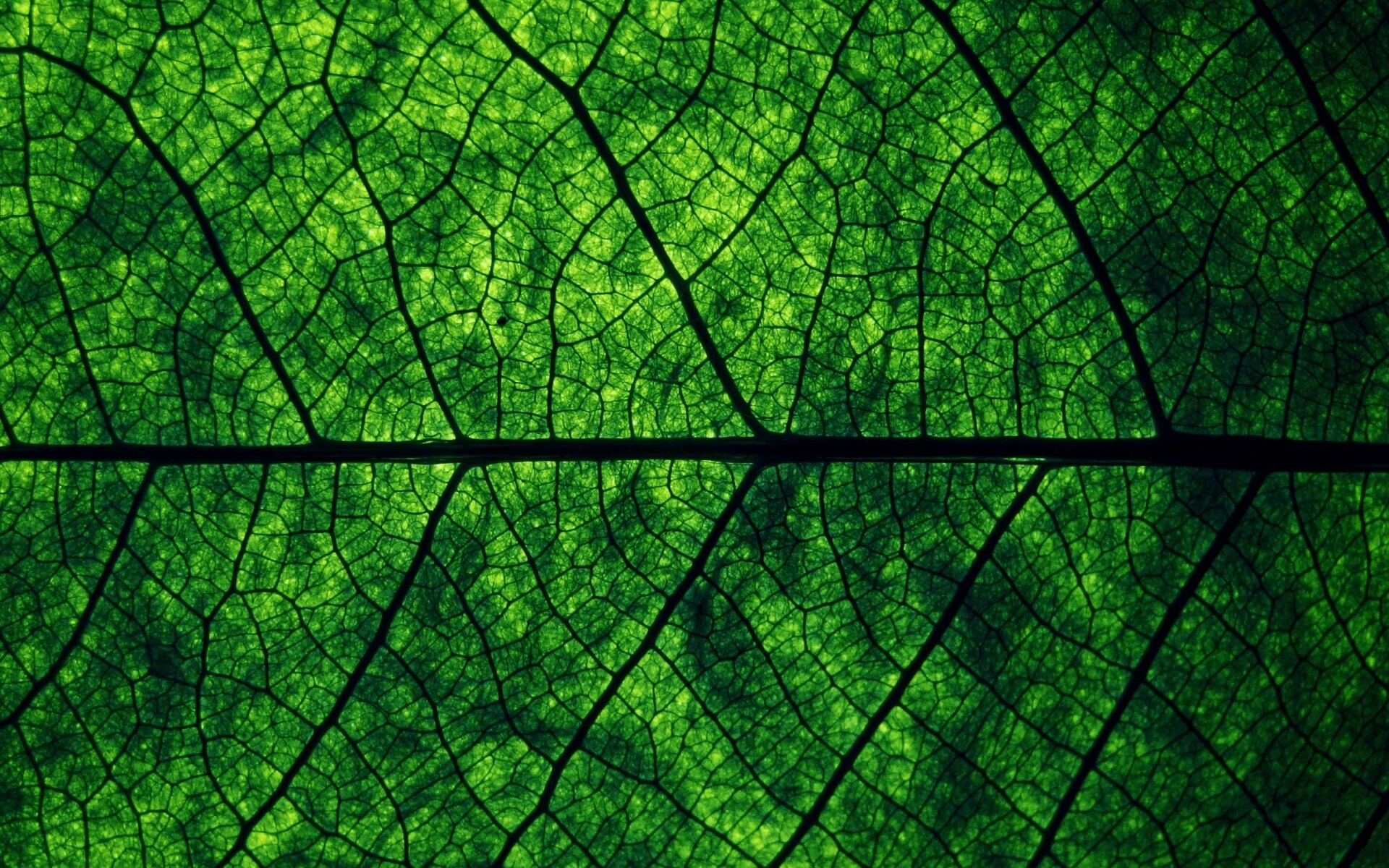 Свечение зеленого листа в макро обои
