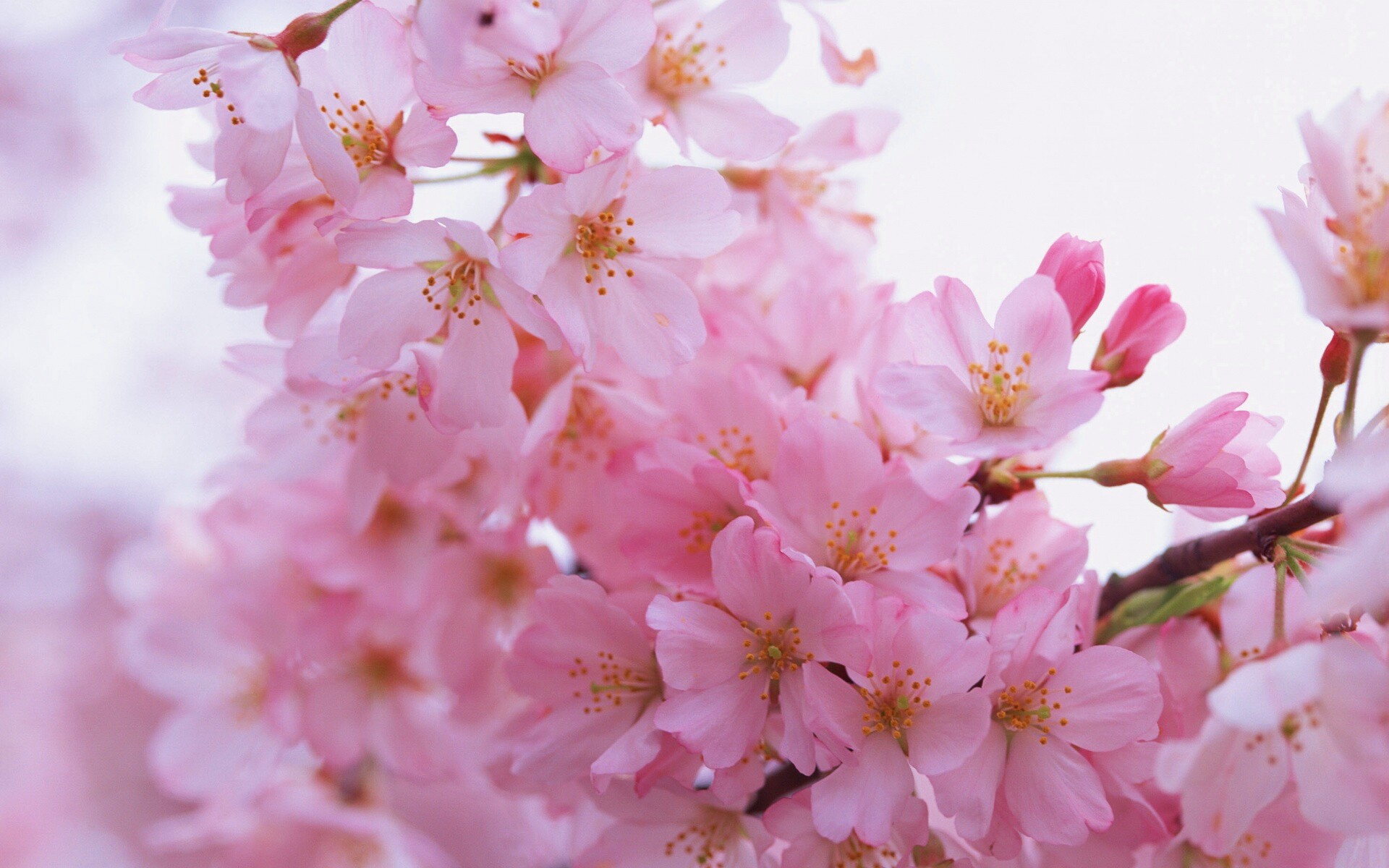 Цветение вишни обои