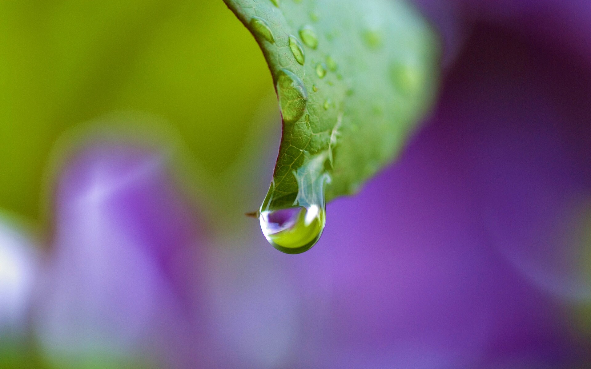 Капля на листе обои