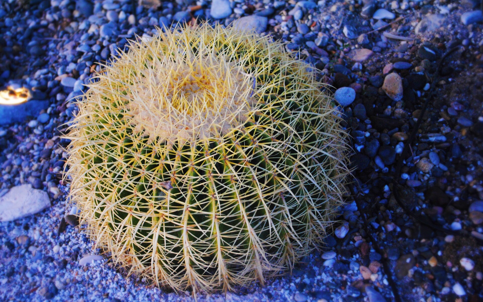 Круглый кактус обои