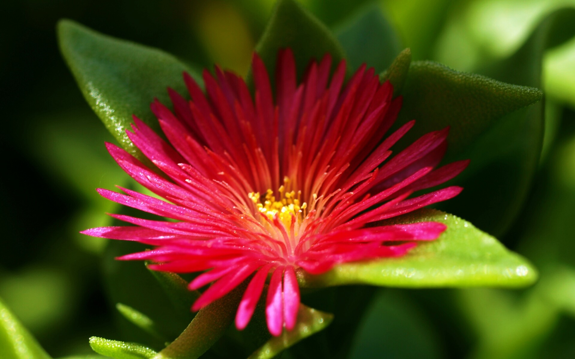 Чудесный цветок обои