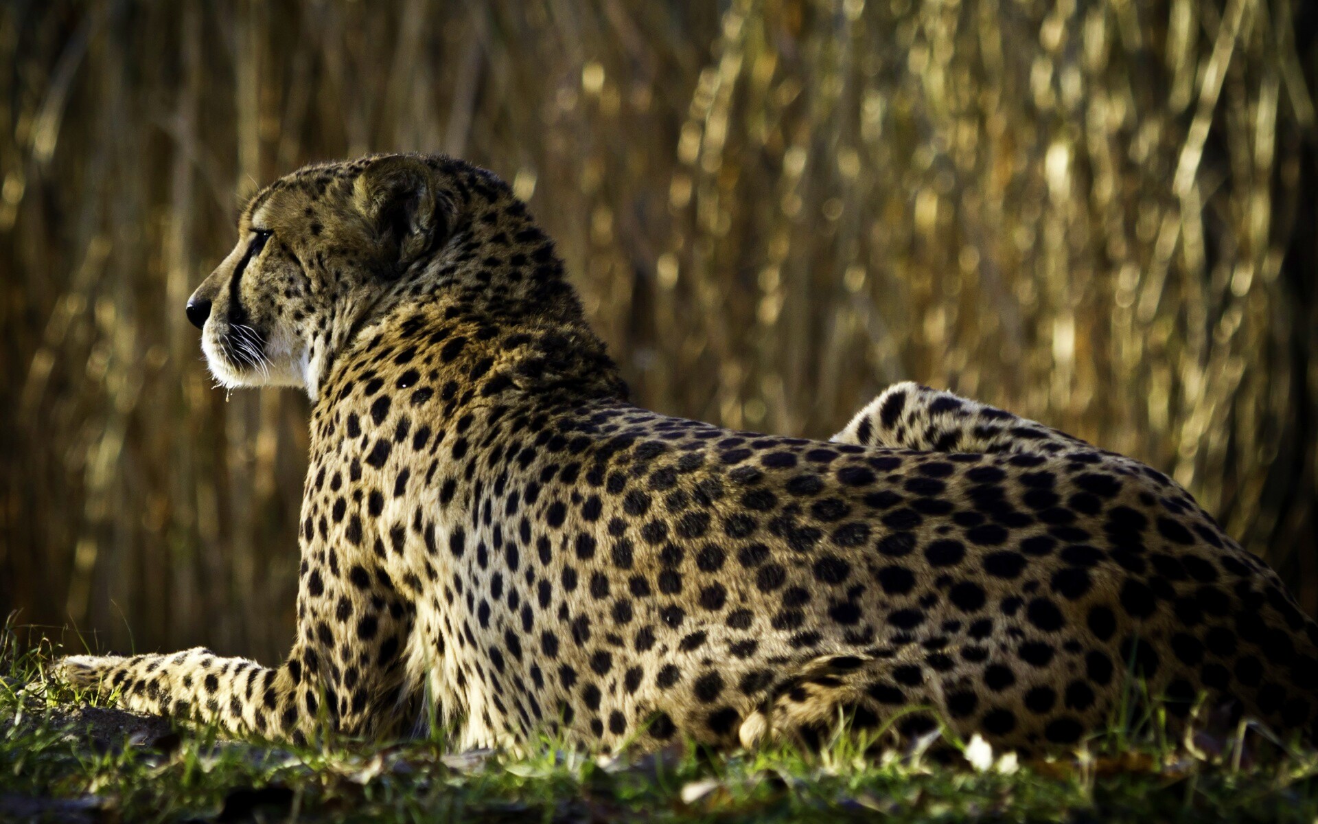 Гепард обои