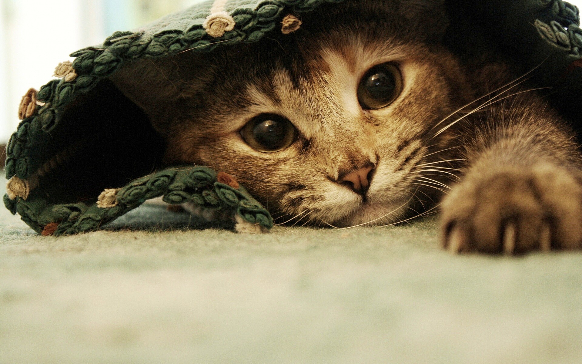 Кот под ковриком обои