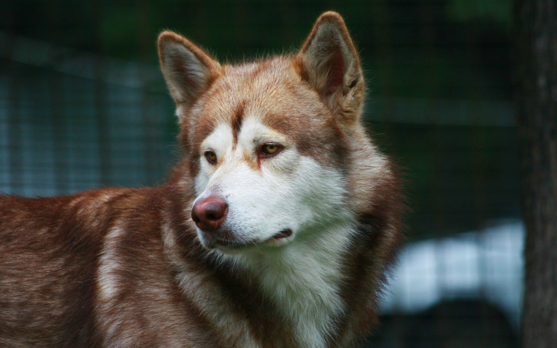 Собака с грустным взглядом обои