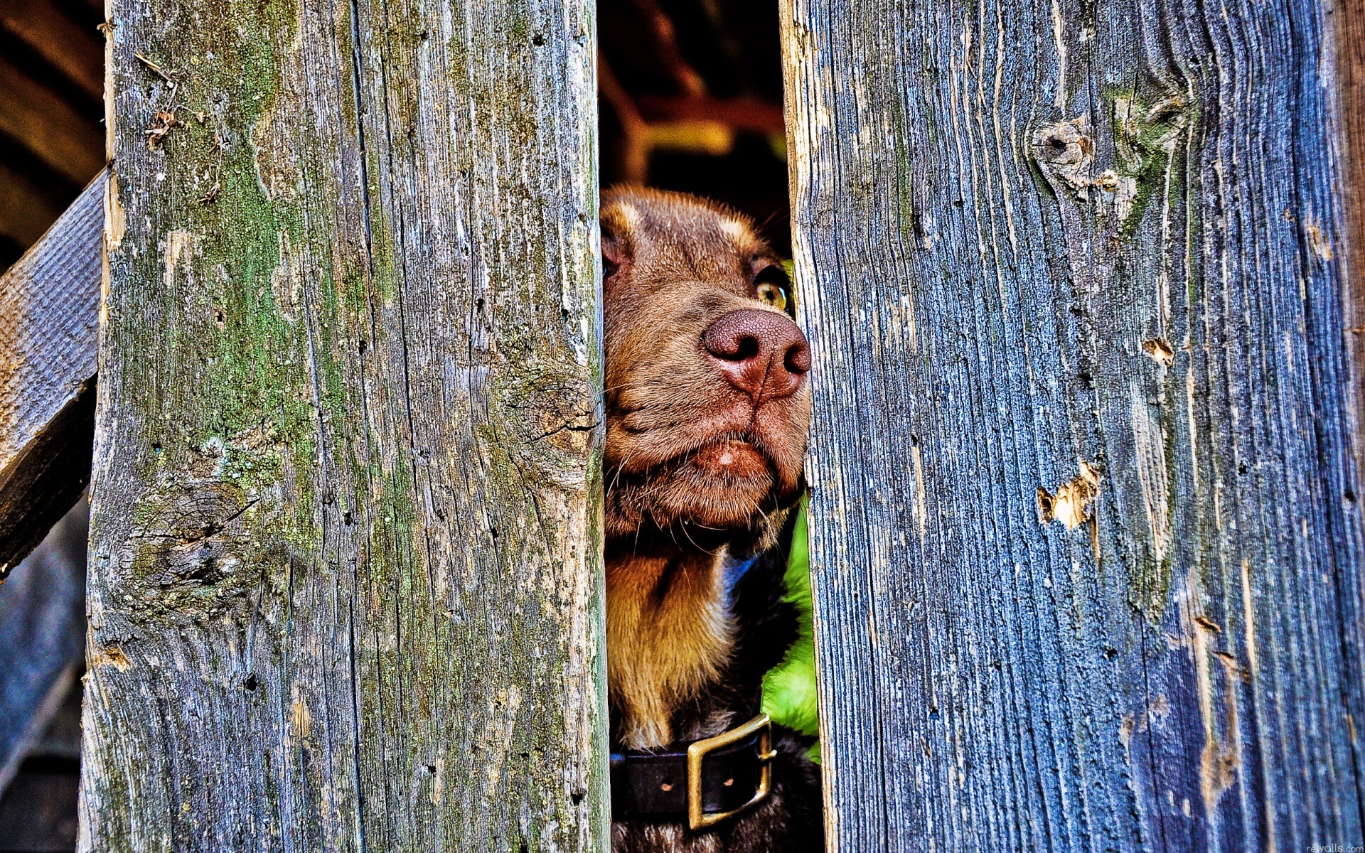 Собака выглядывает из-за забора обои