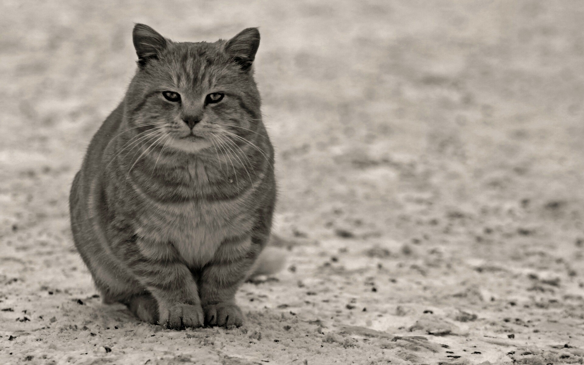 Тяжелый взгляд котэ обои