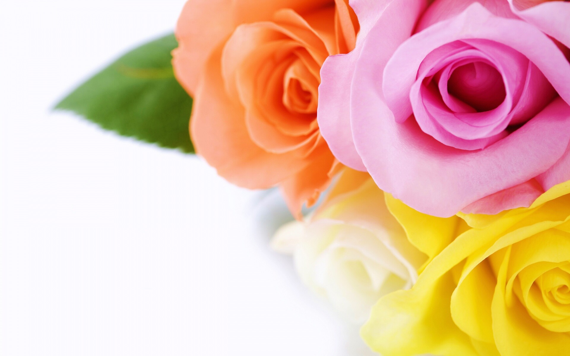 Букет разноцветных роз обои