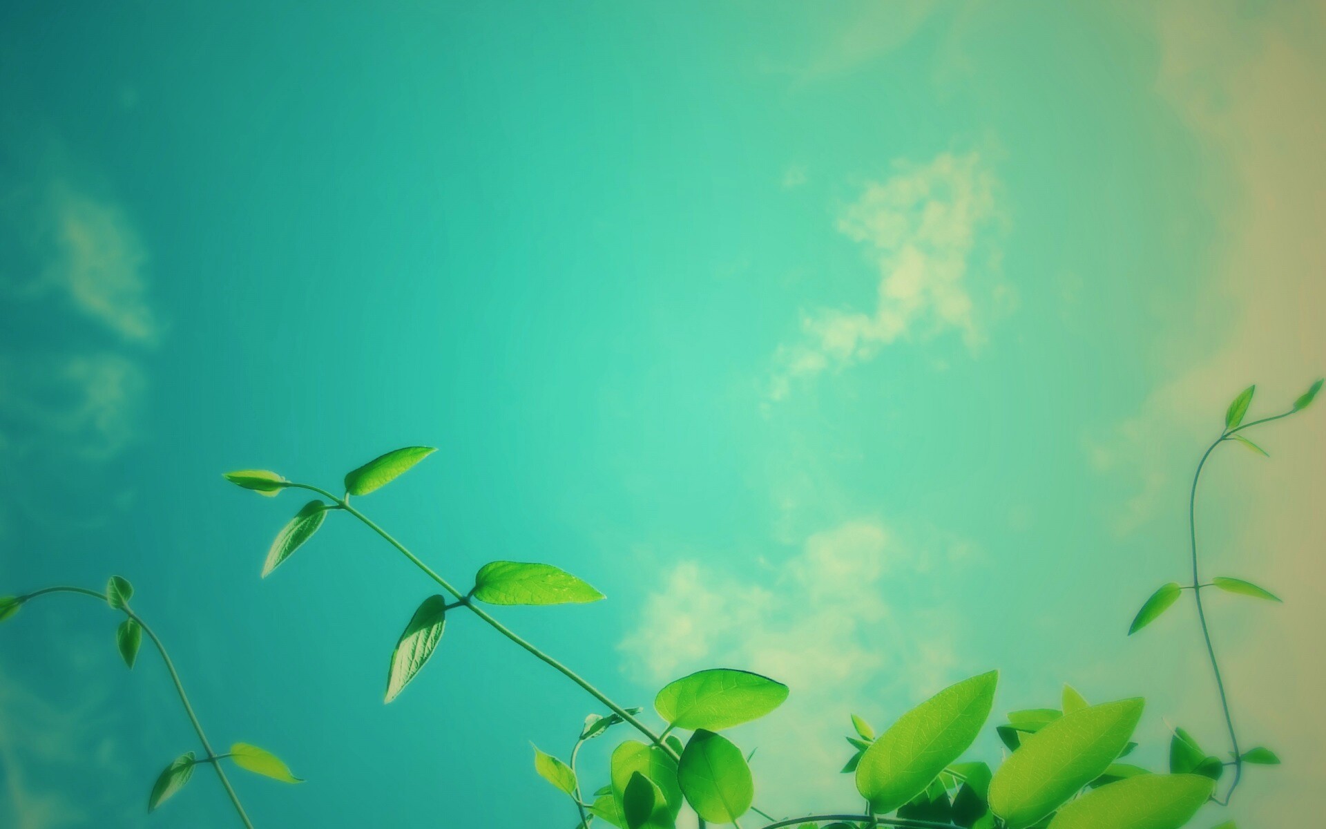 Веточки на фоне неба обои