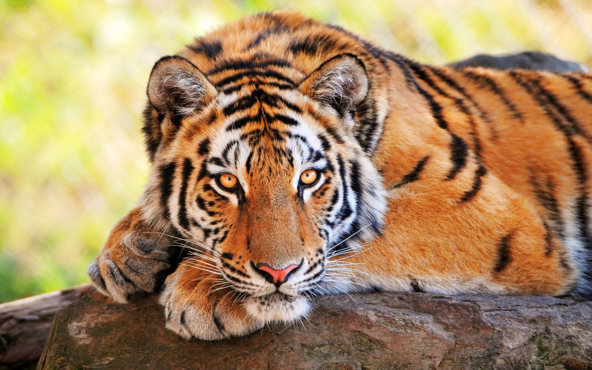 Большая полосатая кошка обои