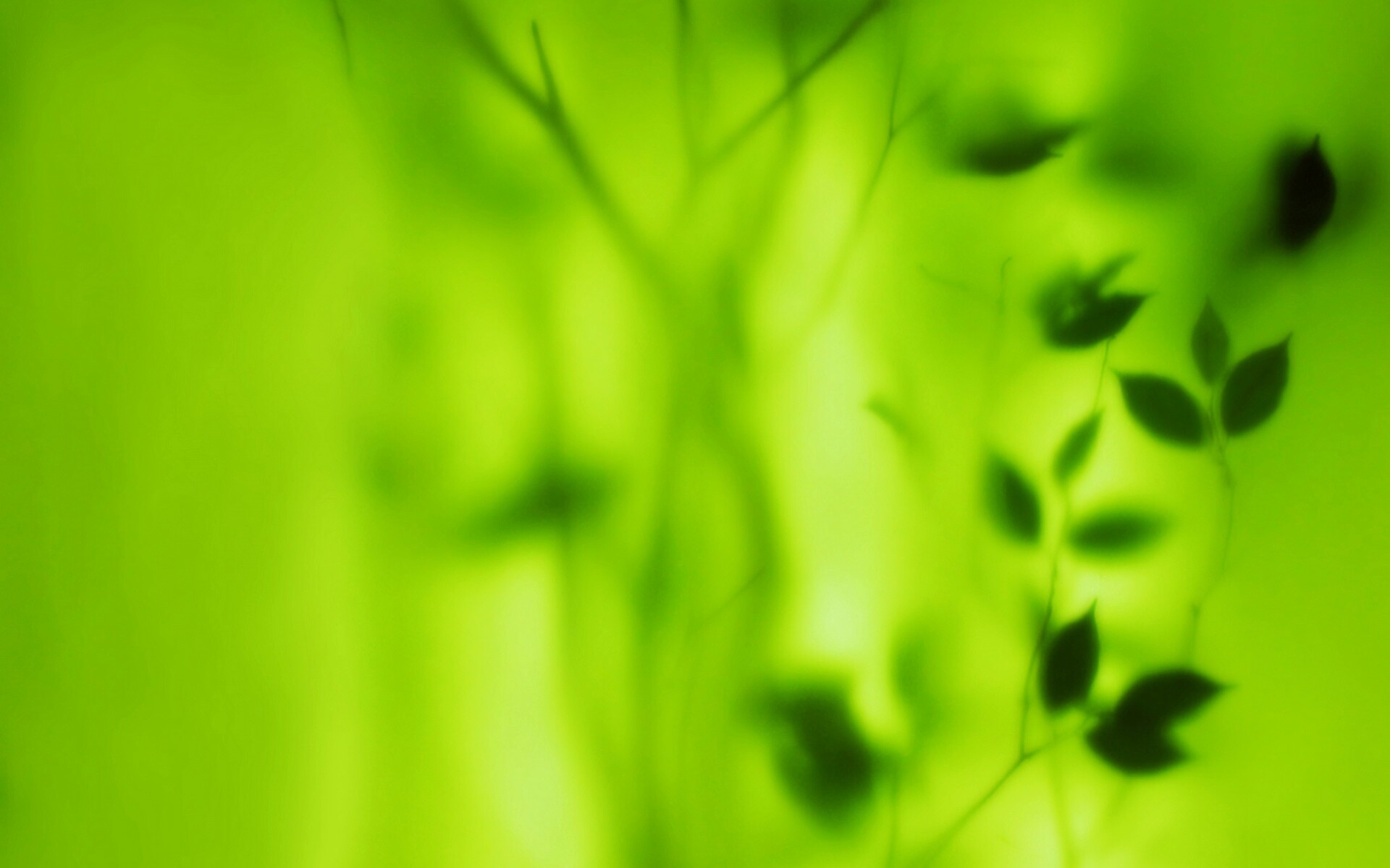 Зелень за стеклом обои