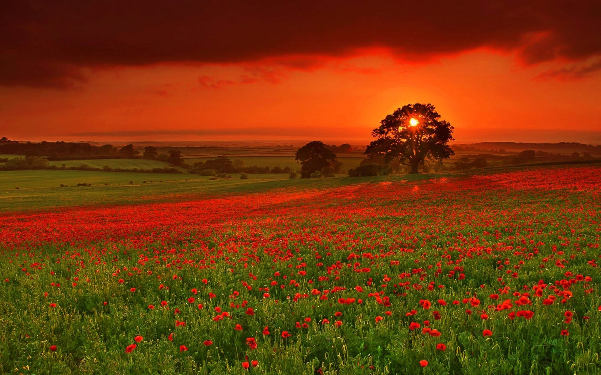 Закат на поле красных цветов обои