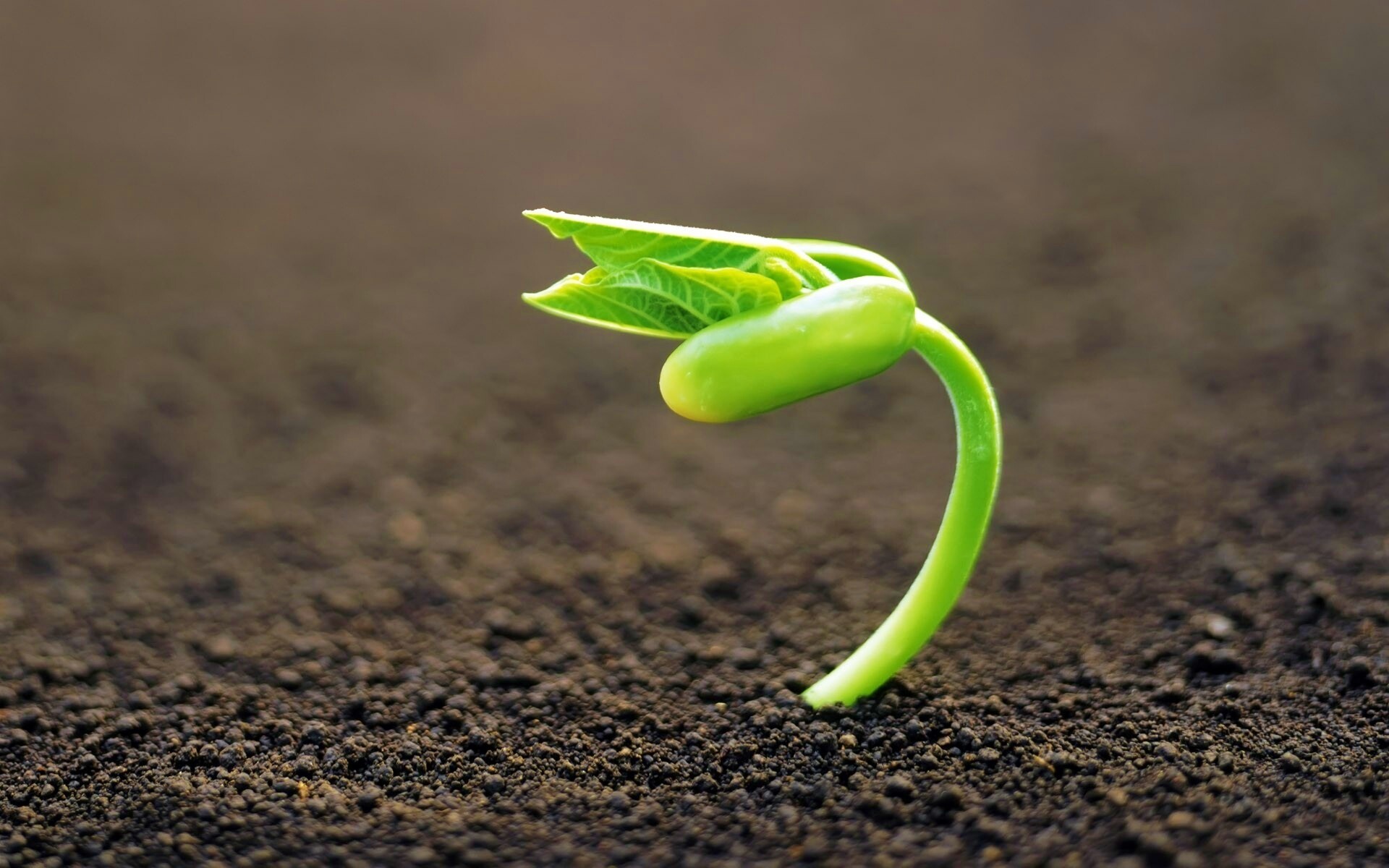 Макро фото зелёного росточка обои