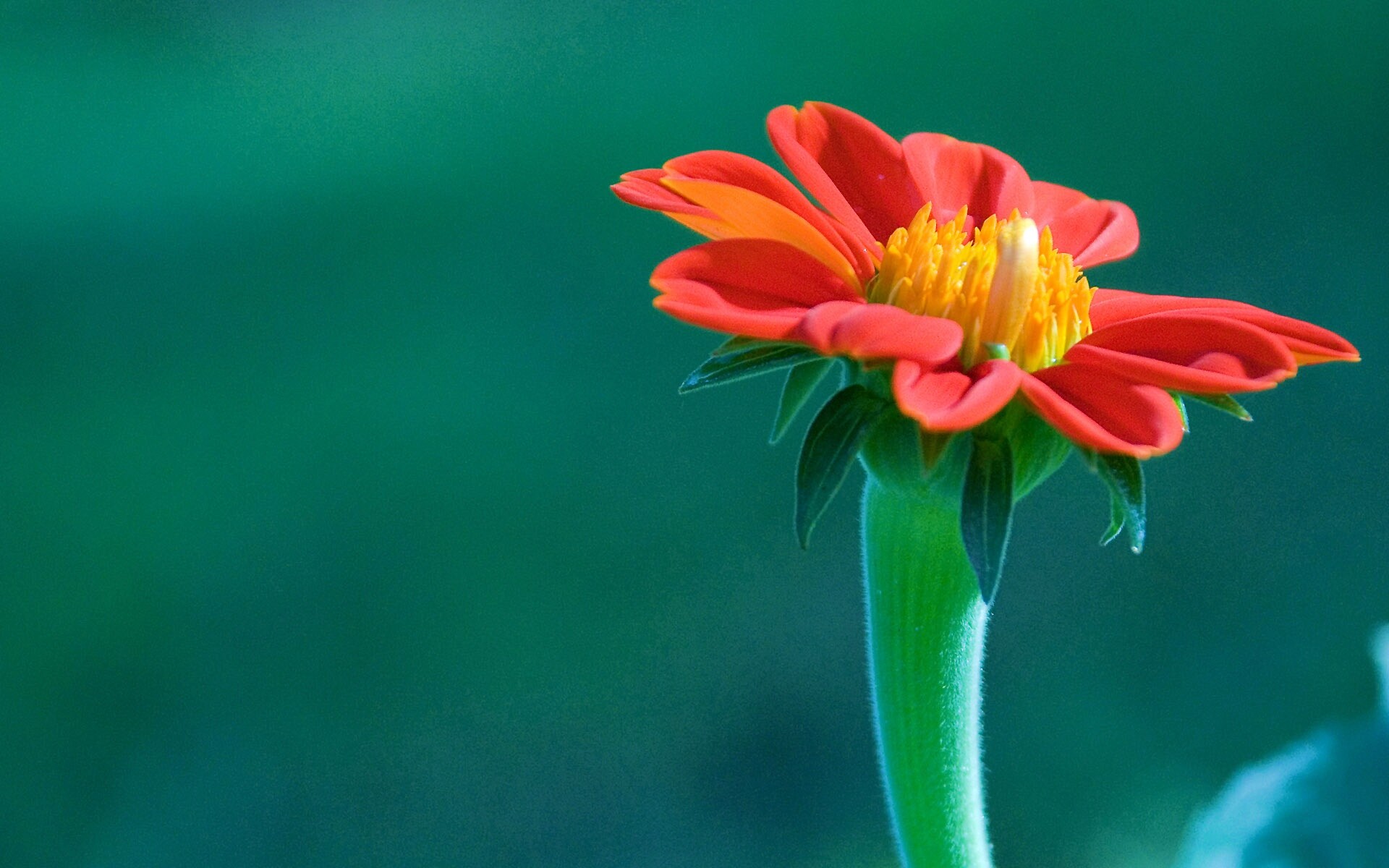 Красивый красный цветок обои