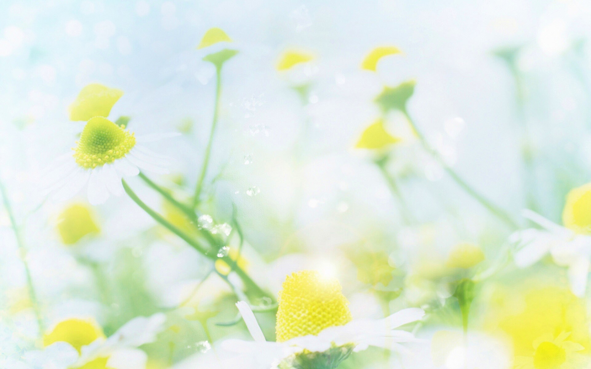 Летние цветы в лучах света обои