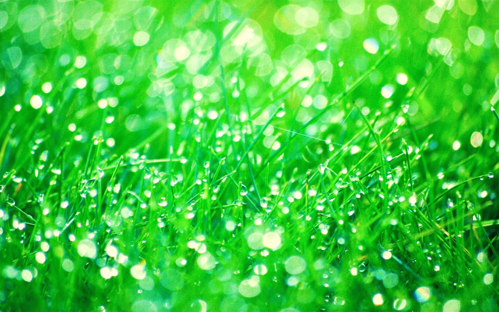 Трава в росе обои